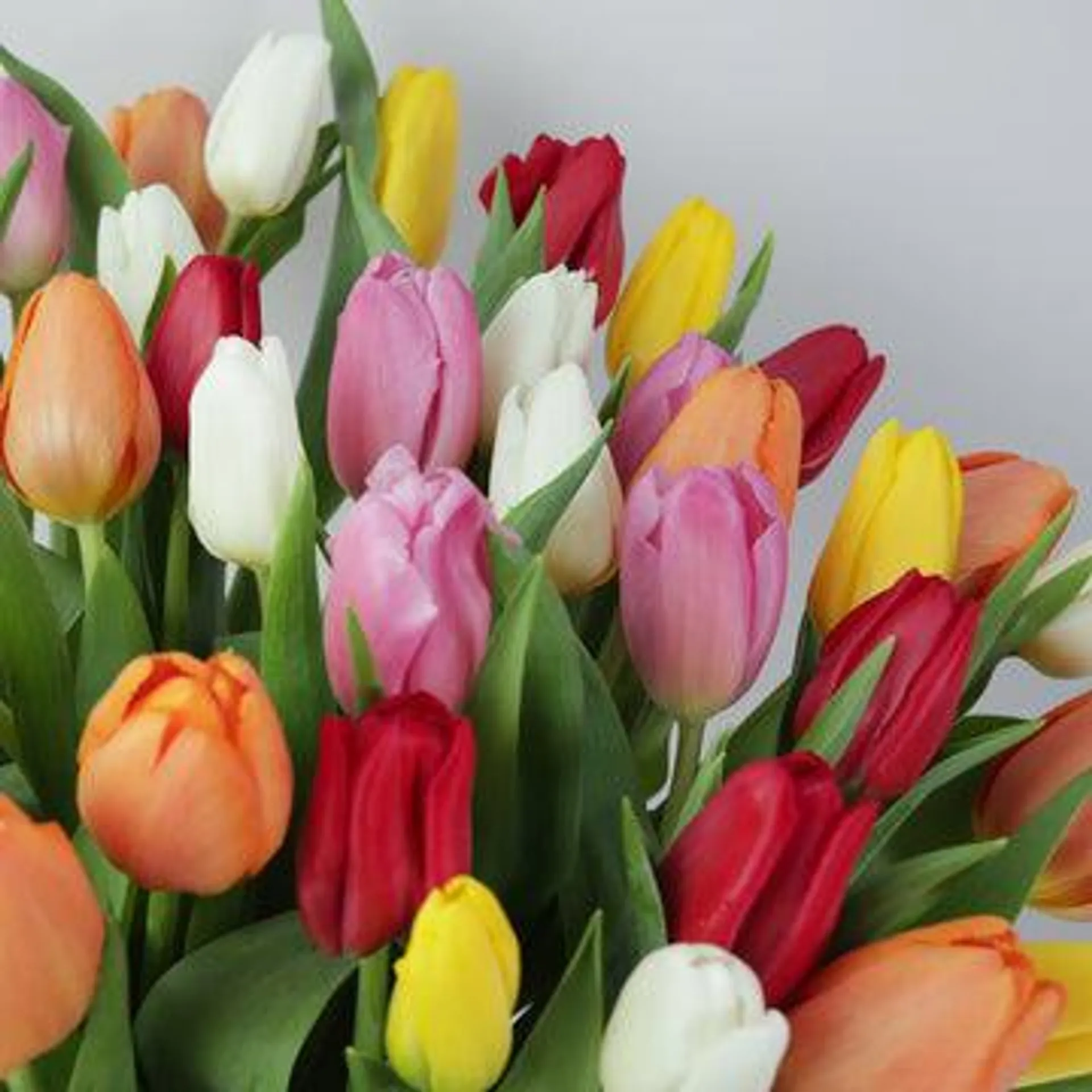 Organic Mixed Tulips