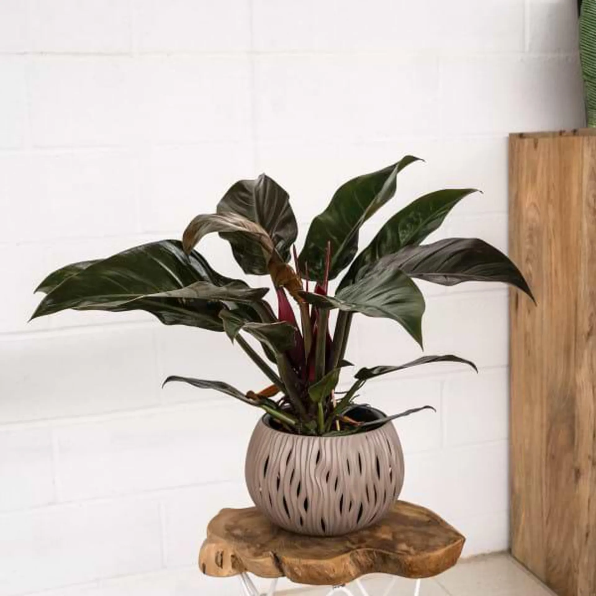 Philodendron Imperial Red Green