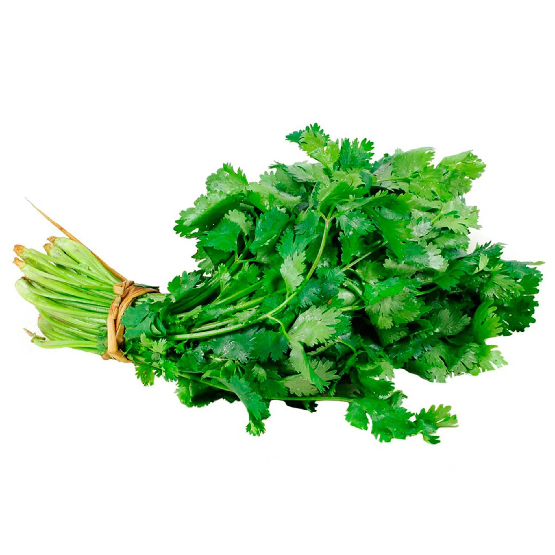 Cilantro paquete 120 g