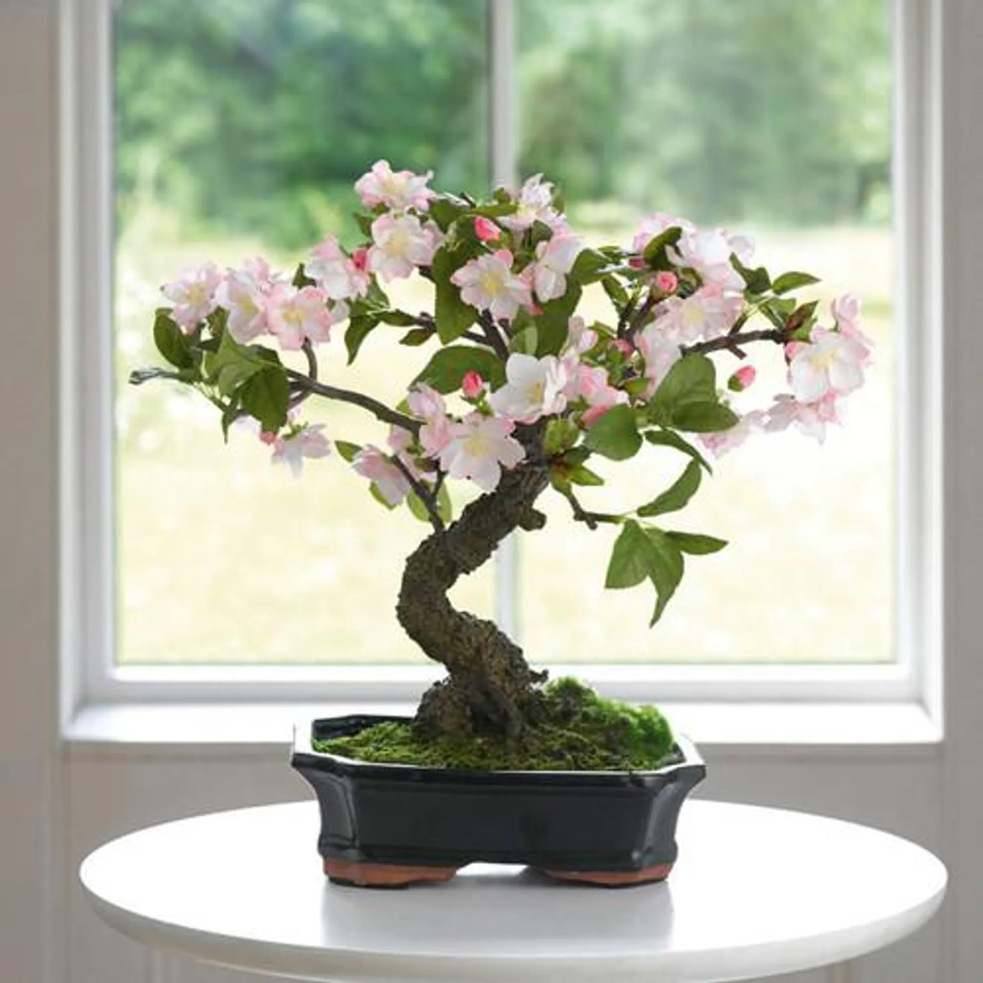 Cherry Blossom Bonsai