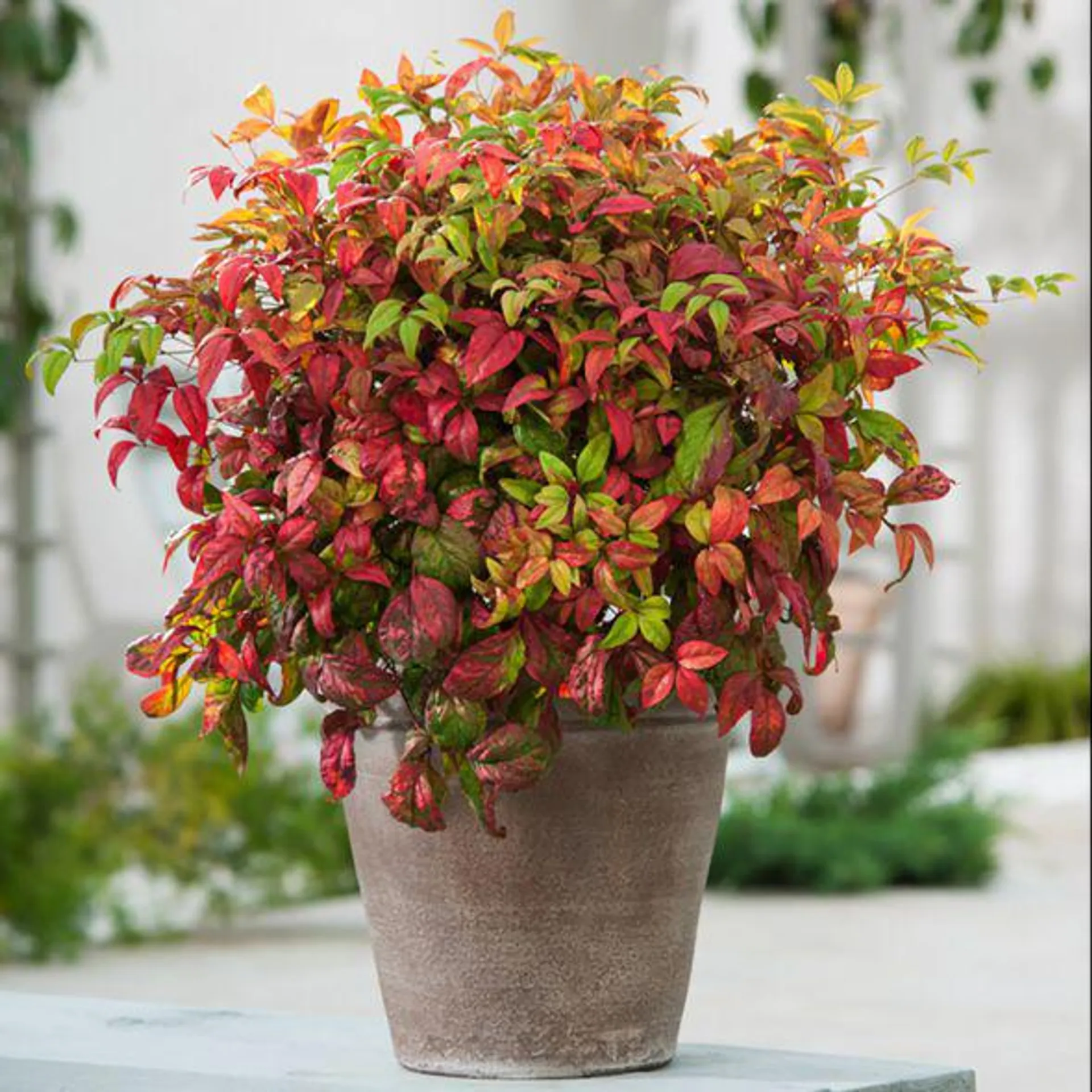Bambou sacré - Nandina 'Fire power'