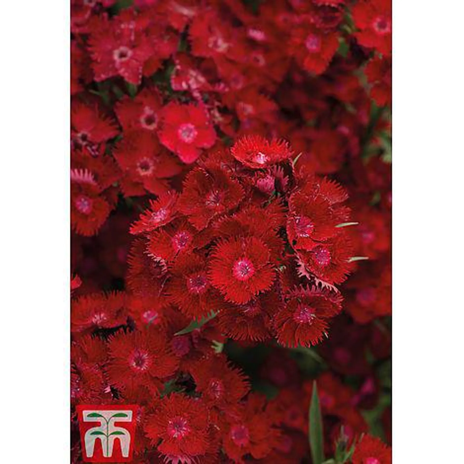 Dianthus barbatus 'Rockin' Red'