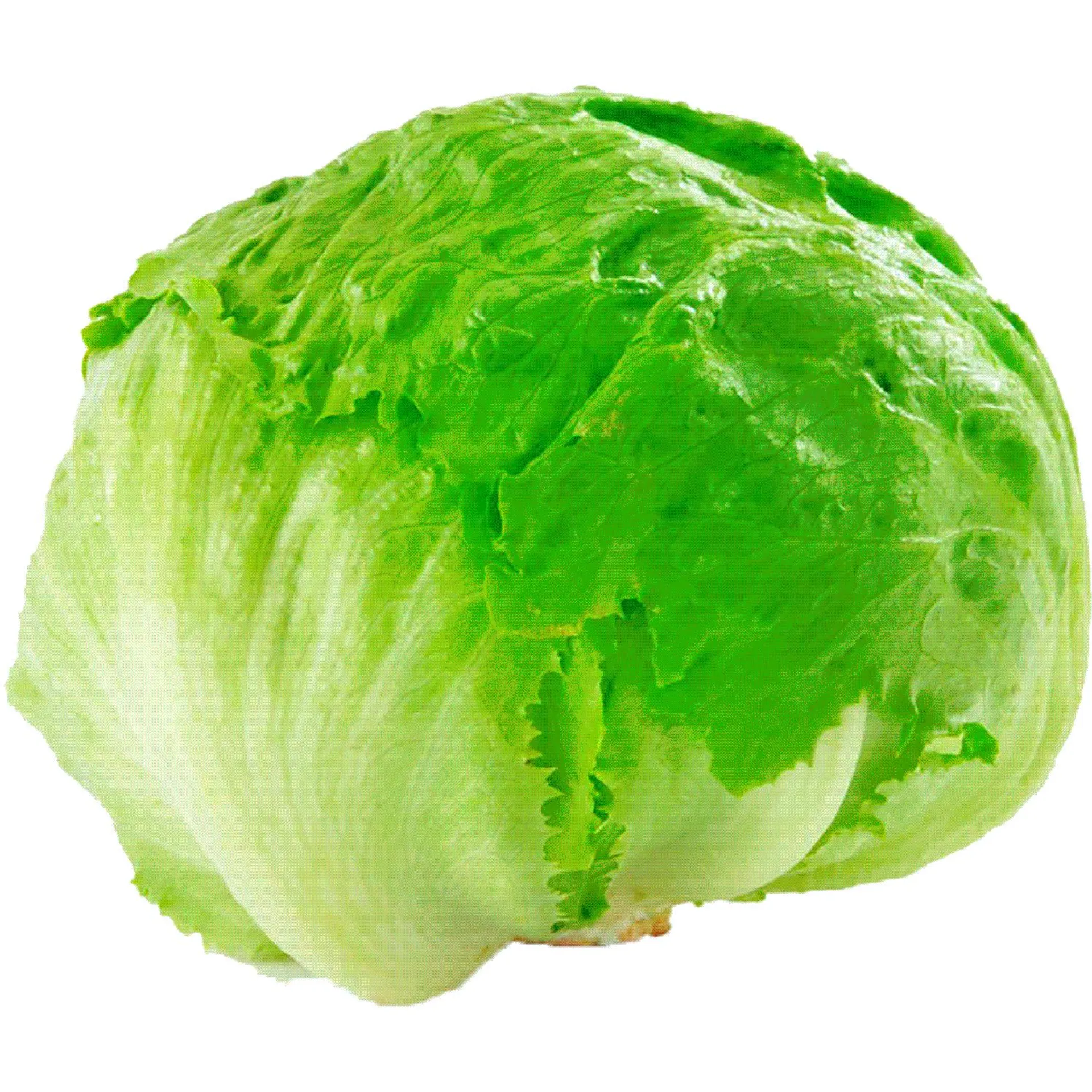 Lechuga escarola un.