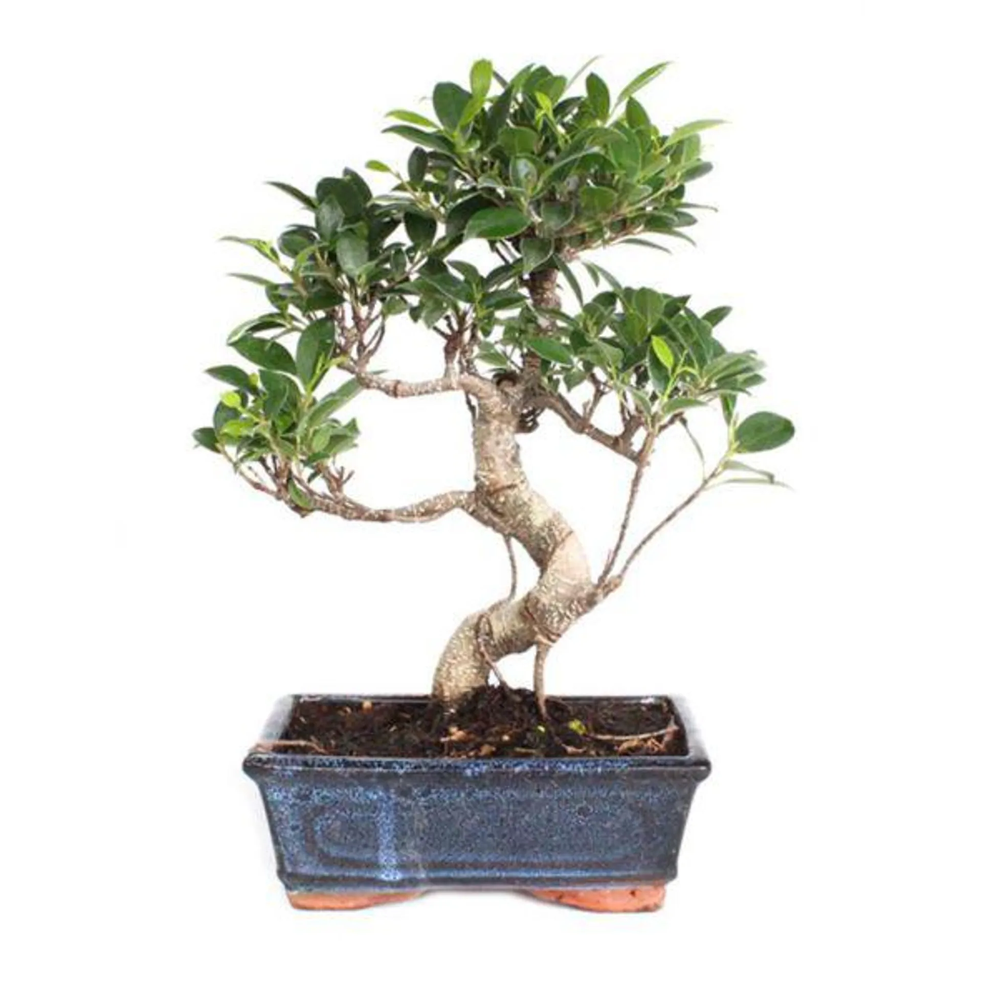Bonsaï Ficus retusa (8 ans)