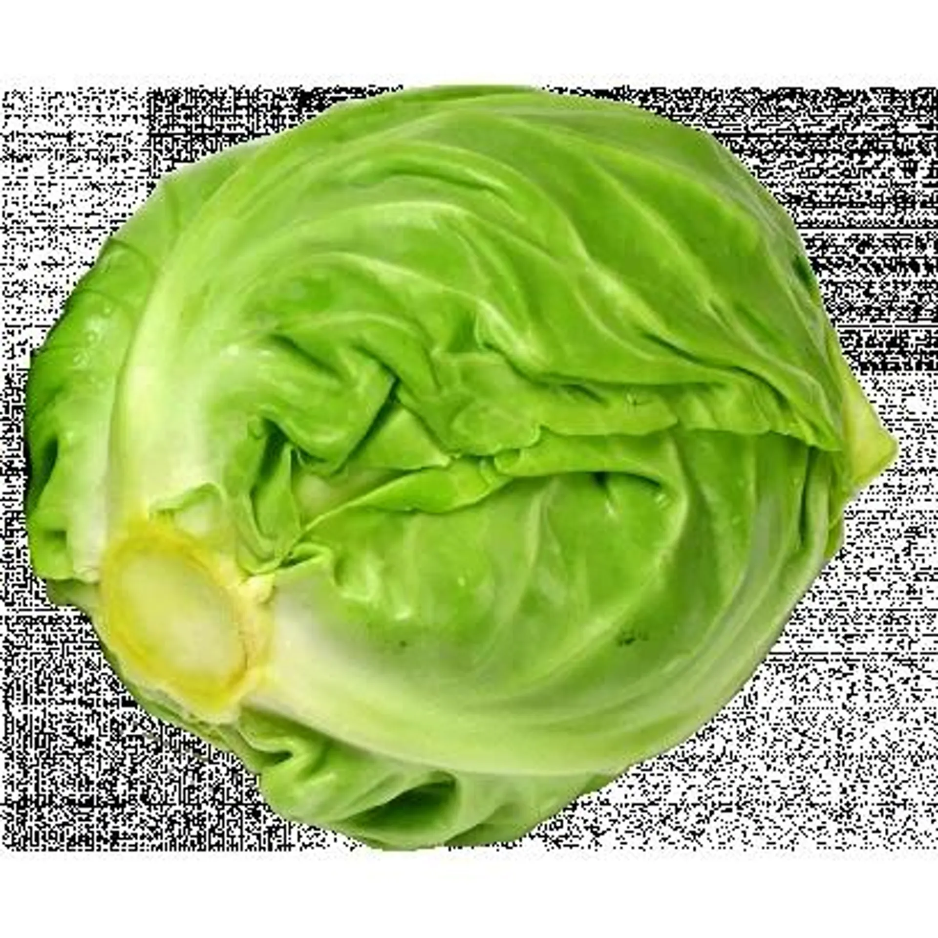 Cabbage