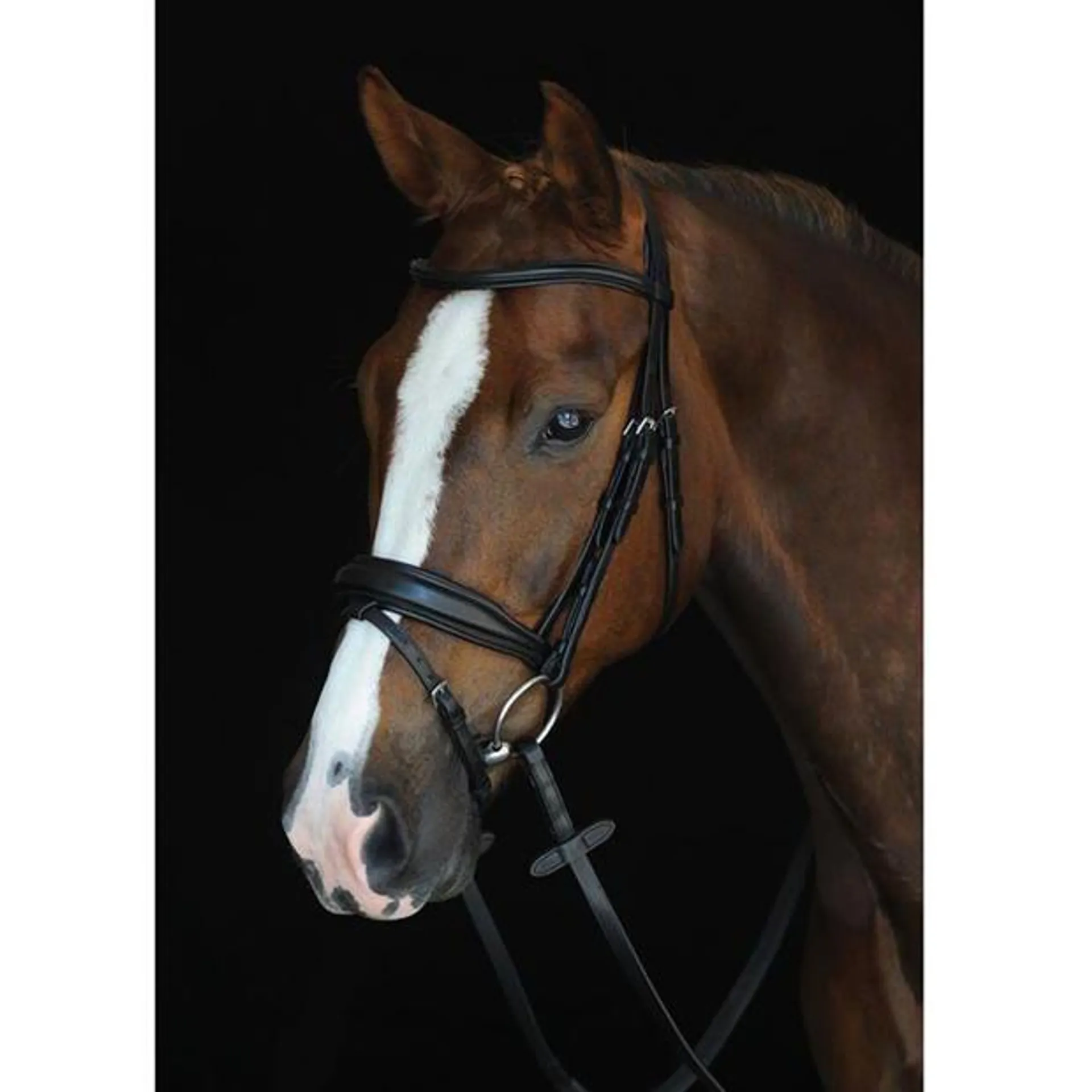 Collegiate Mono Crown Padded Raised Flash Bridle