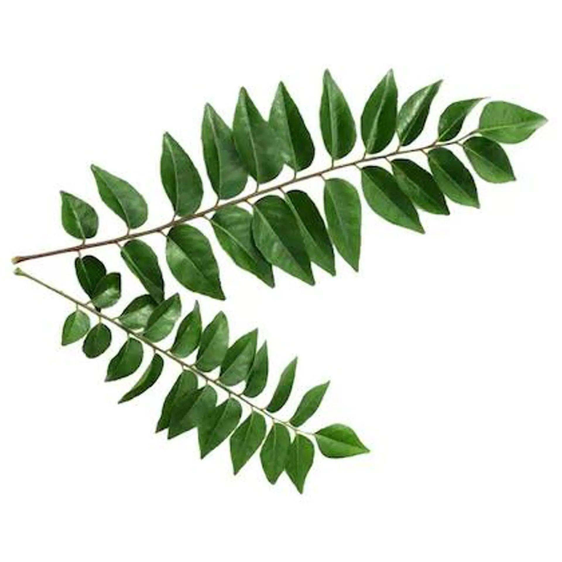 Curry Leaves 1 bunch (Approx 20 g - 100 g)