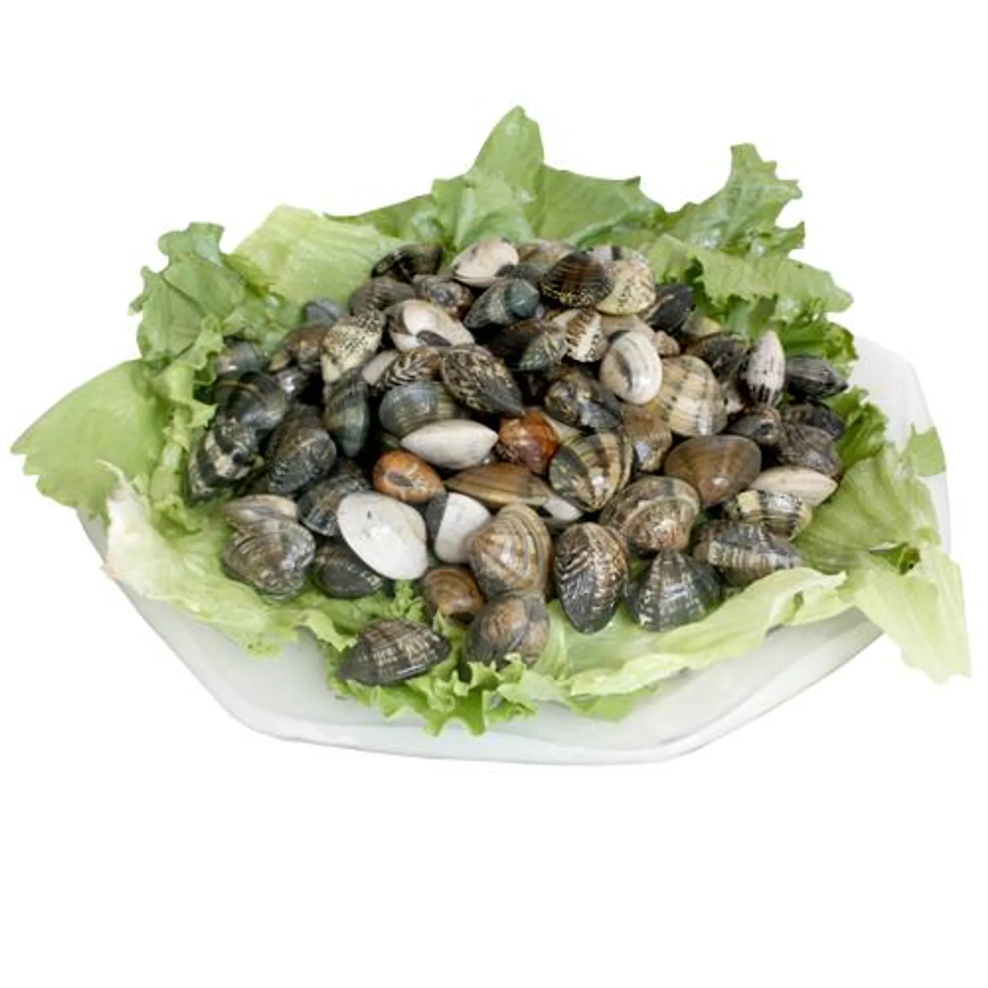 VONGOLE VERACI ITALIA ALLEVATE