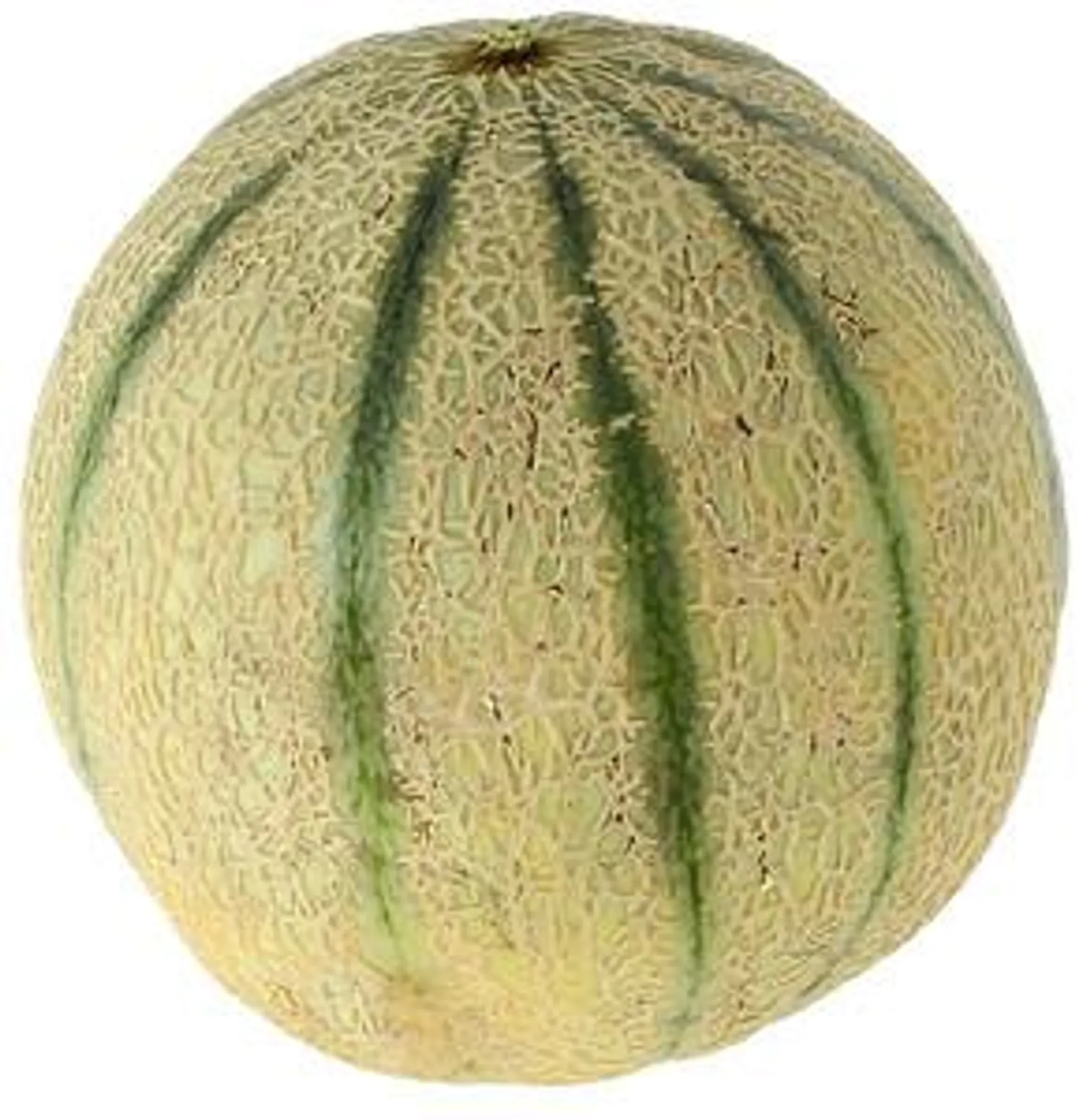 Melone Retato