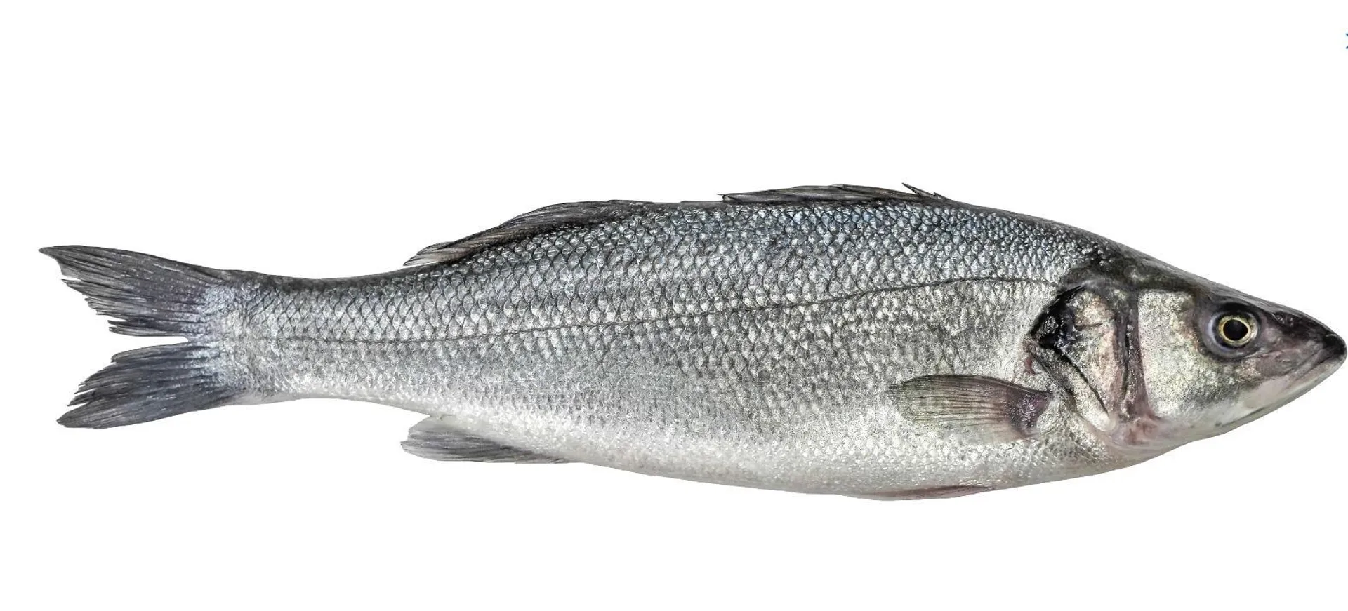 Branzino 300/400