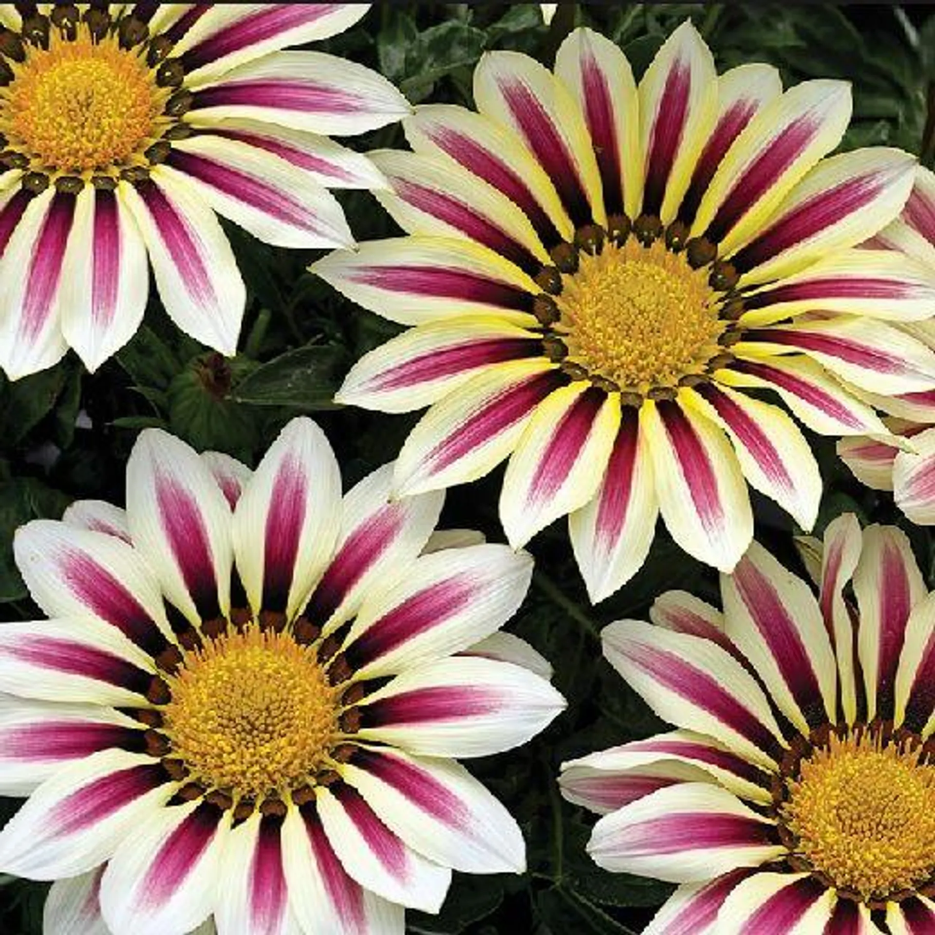 GAZANIA Hybrid F1 - Big Kiss -