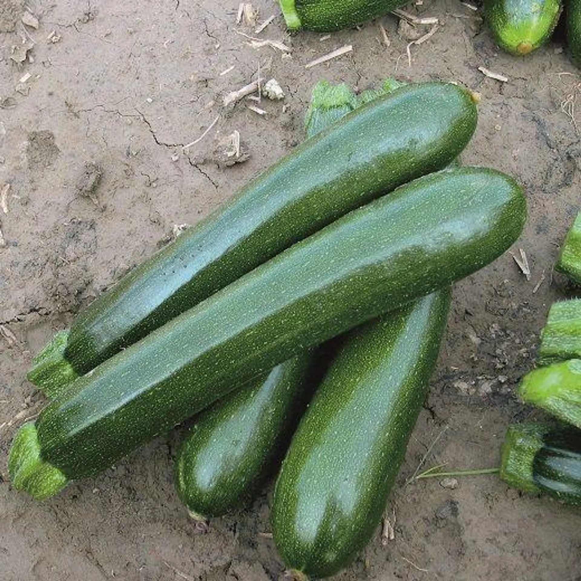 ZUCCHINO HYBRID F1 -PRIMULA-