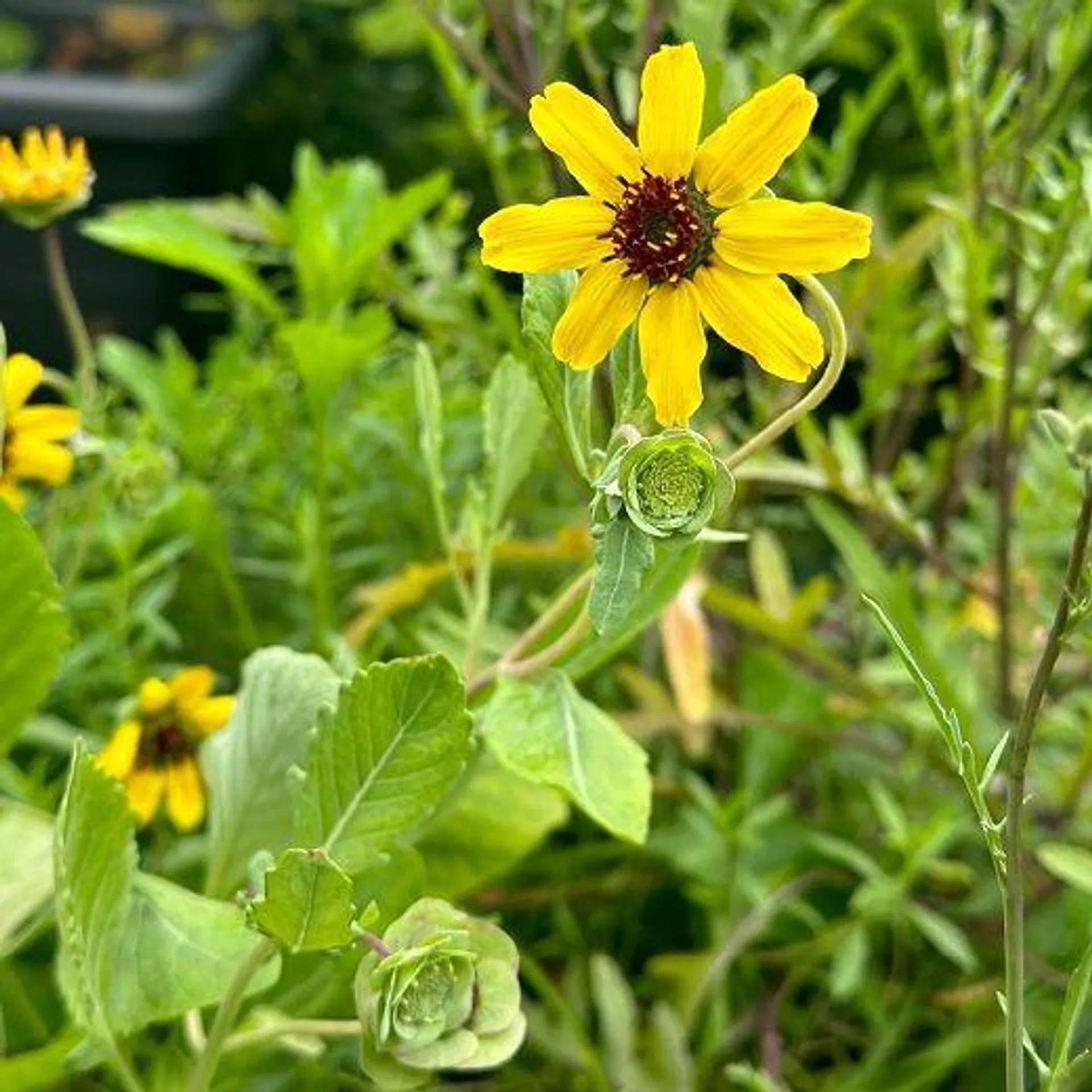 FIORI DI CIOCCOLATO (Berlandiera lyrata)