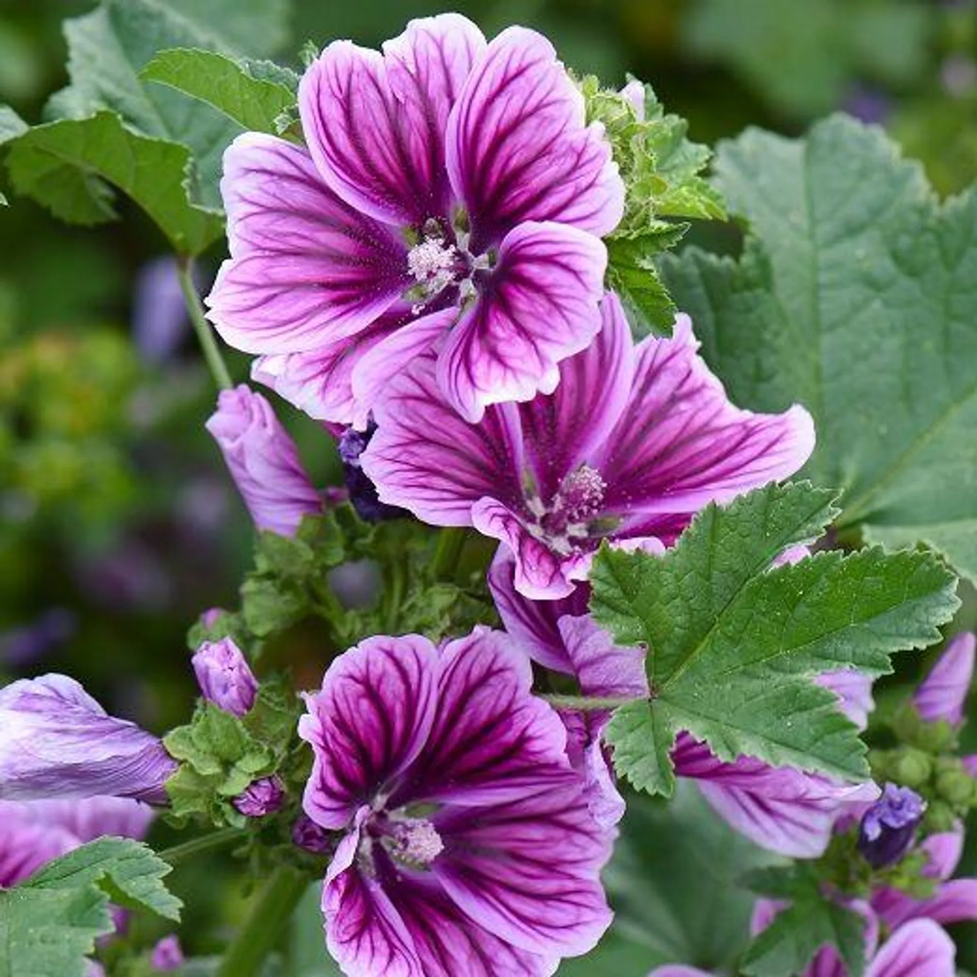 MALVA ZEBRINA