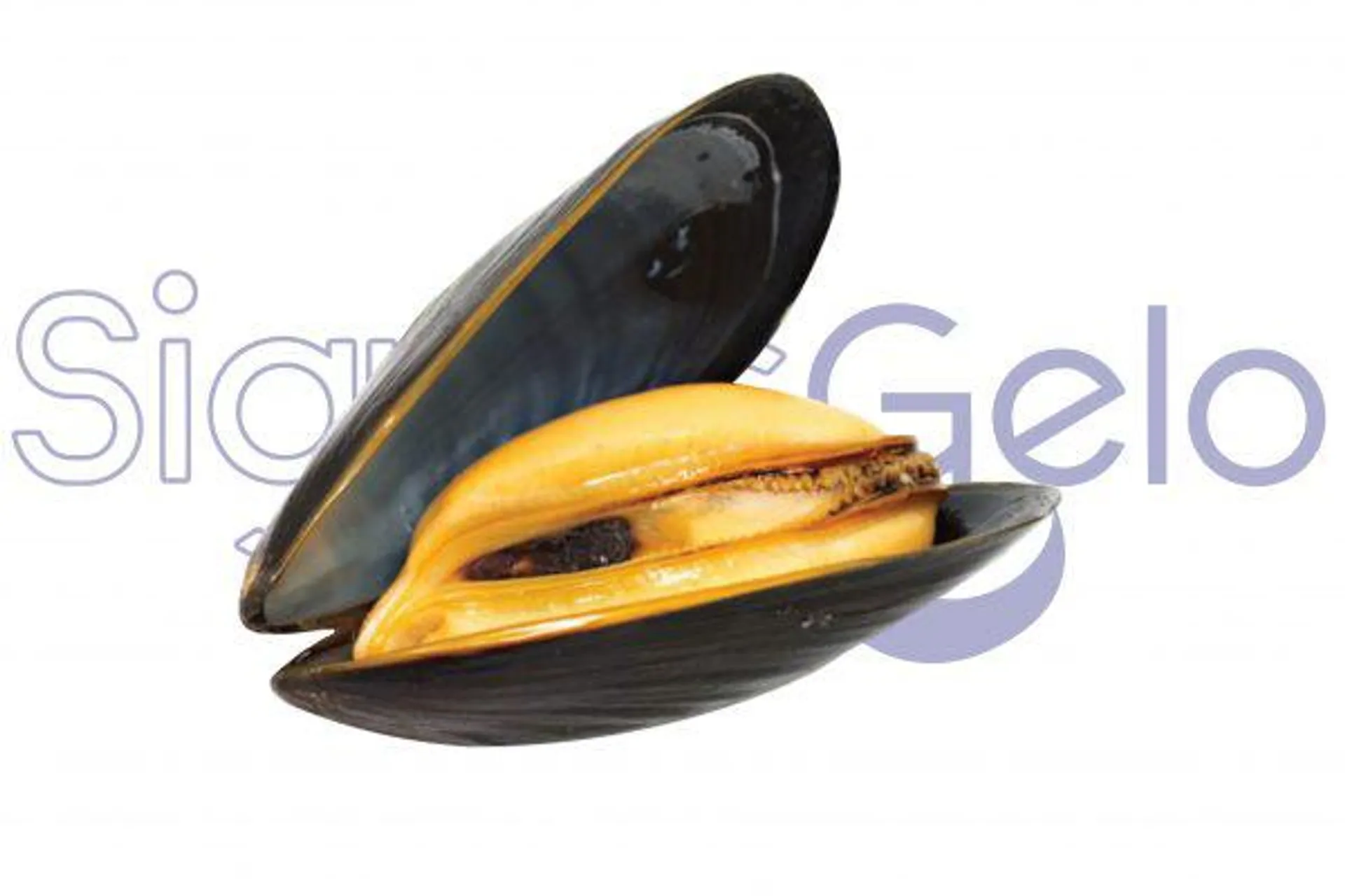 Cozze con Guscio 1 kg