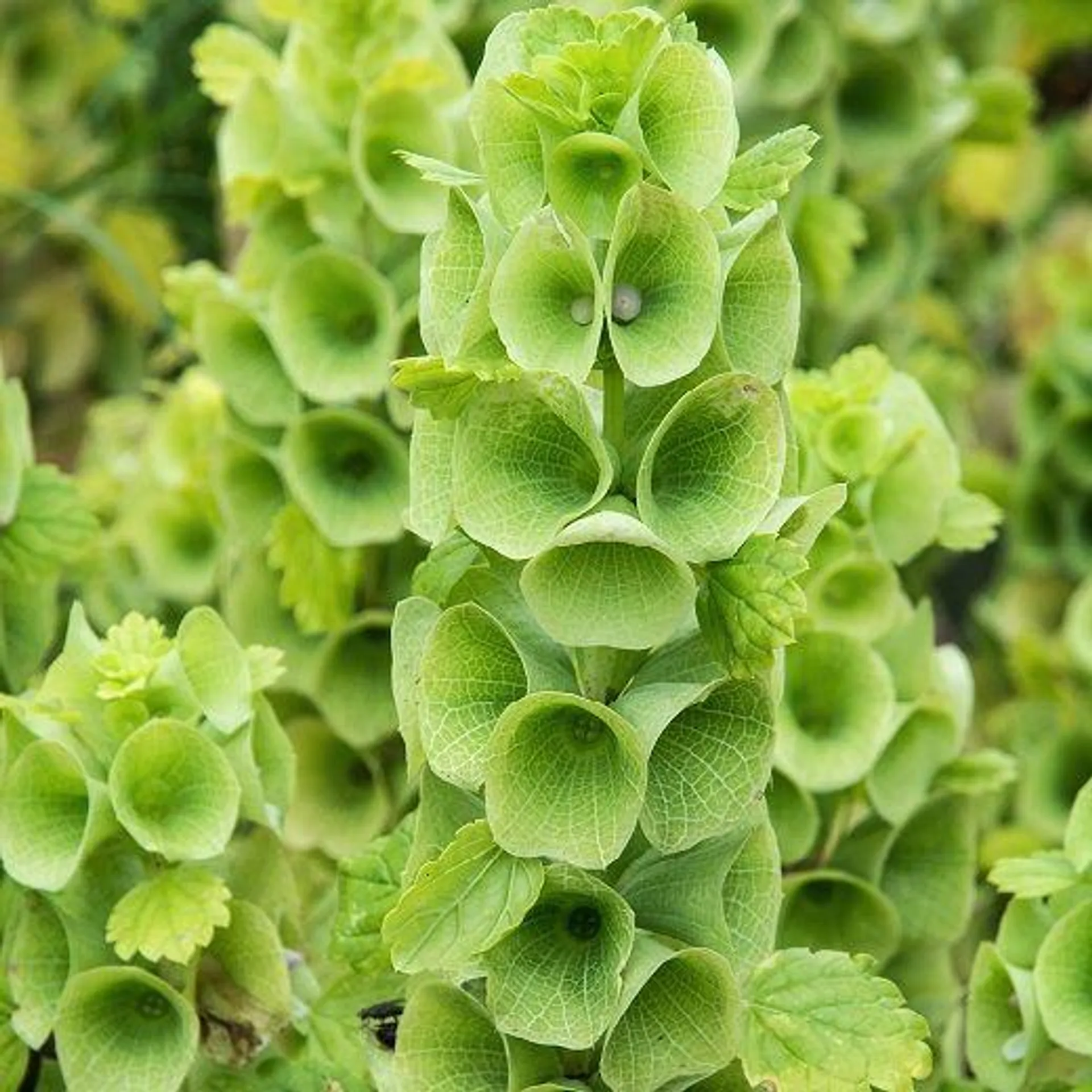 CAMPANELLA D'IRLANDA (Moluccella L.)