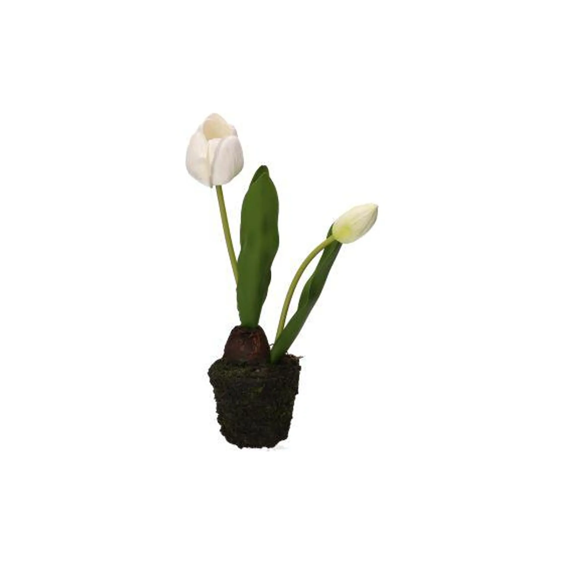 Tulipano bianco S