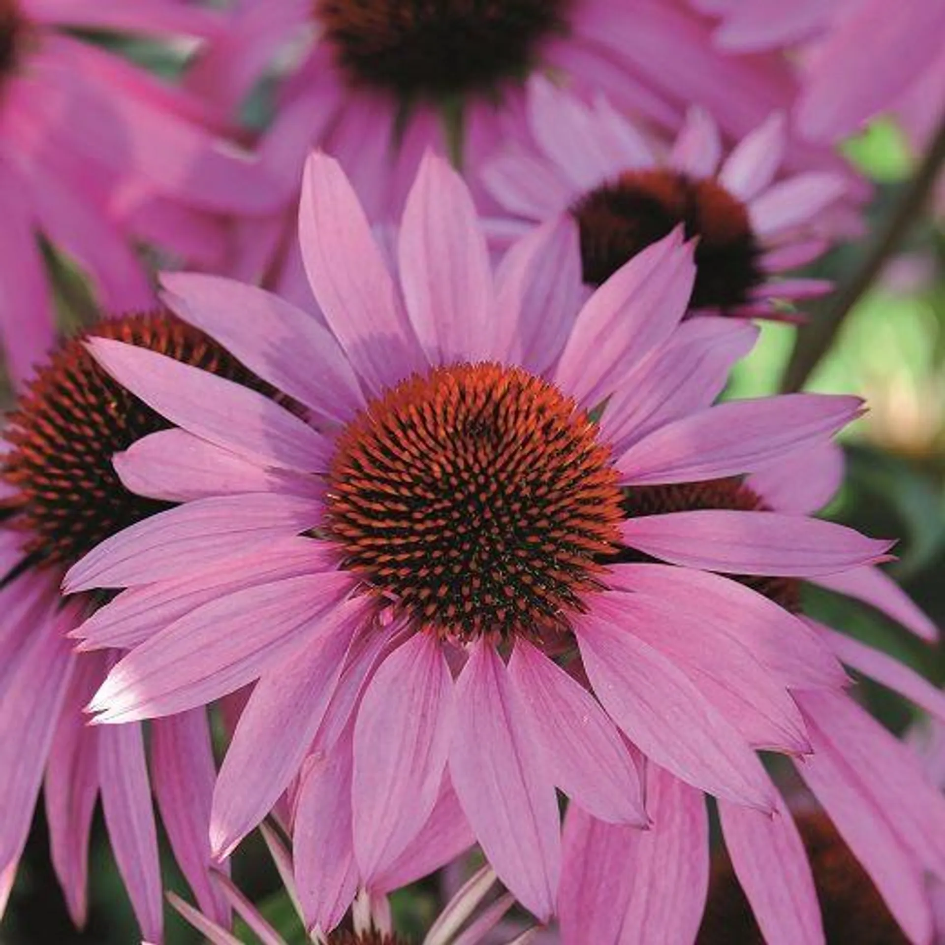 ECHINACEA PURPUREA - PINK PARASOL -