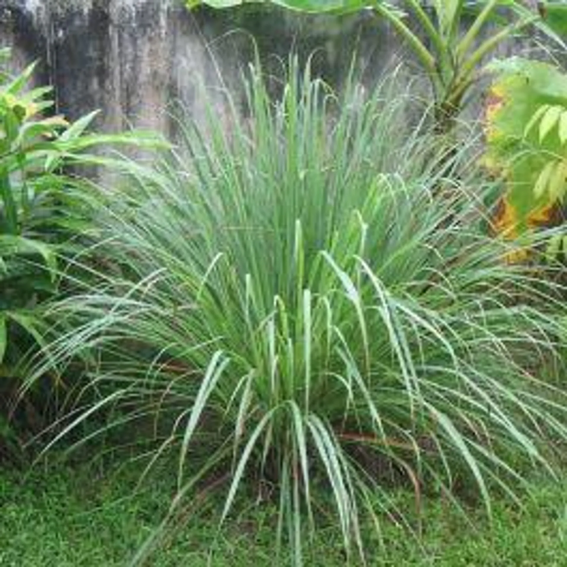 CITRONELLA - LEMONGRASS (Cymbopogon flex.)