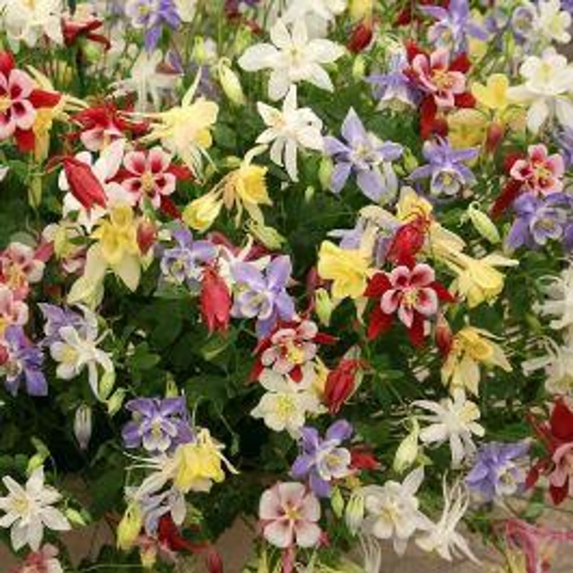 AQUILEGIA HYBRID F1 -Crown Jewels mix-