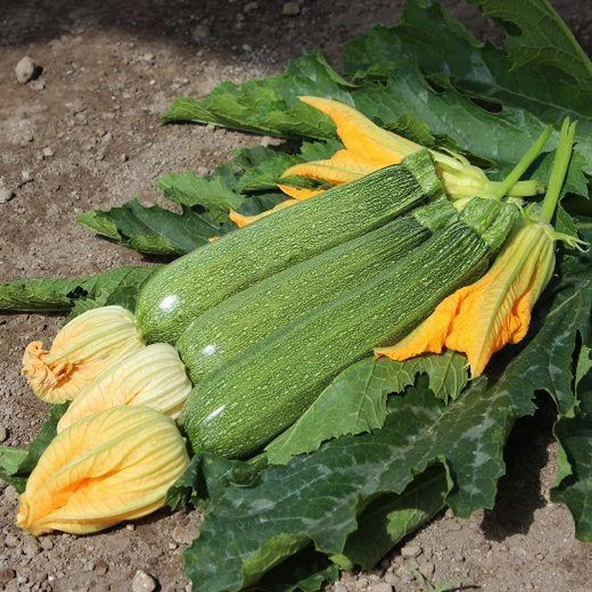 ZUCCHINO HYBRID F1 - PASCALINI - a fiore persistente