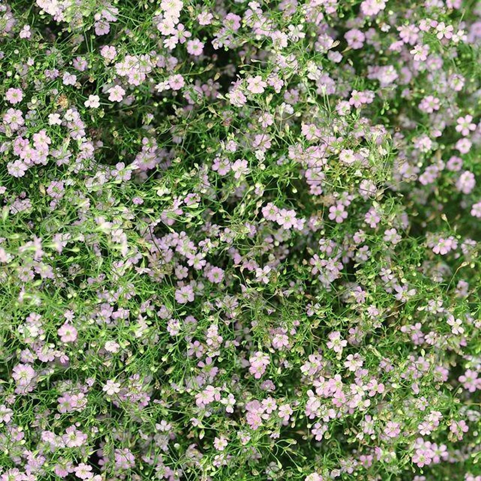 GYPSOPHILA MURALIS GYPSY