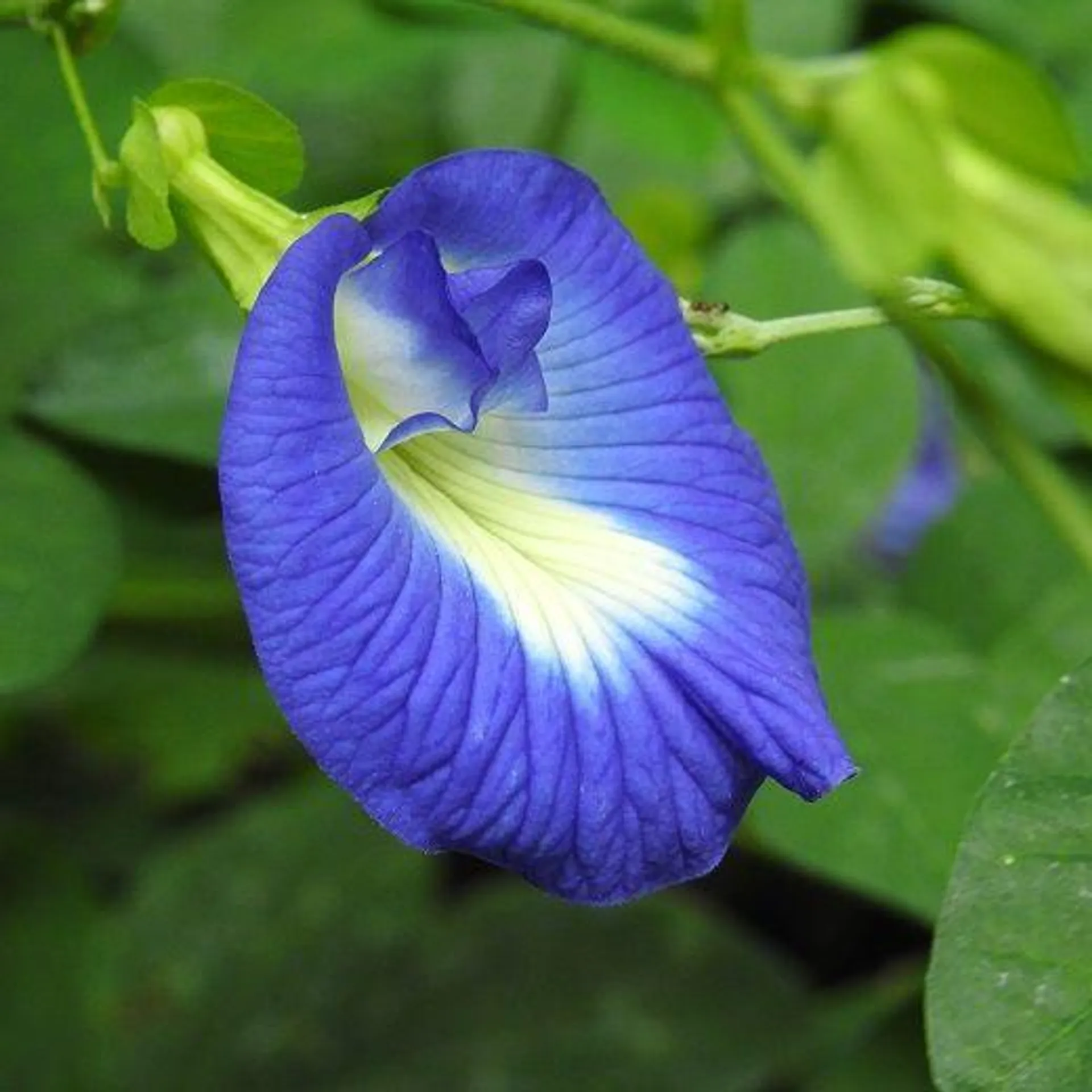 BUTTERFLY PEA - Pisello rampicante ornamentale