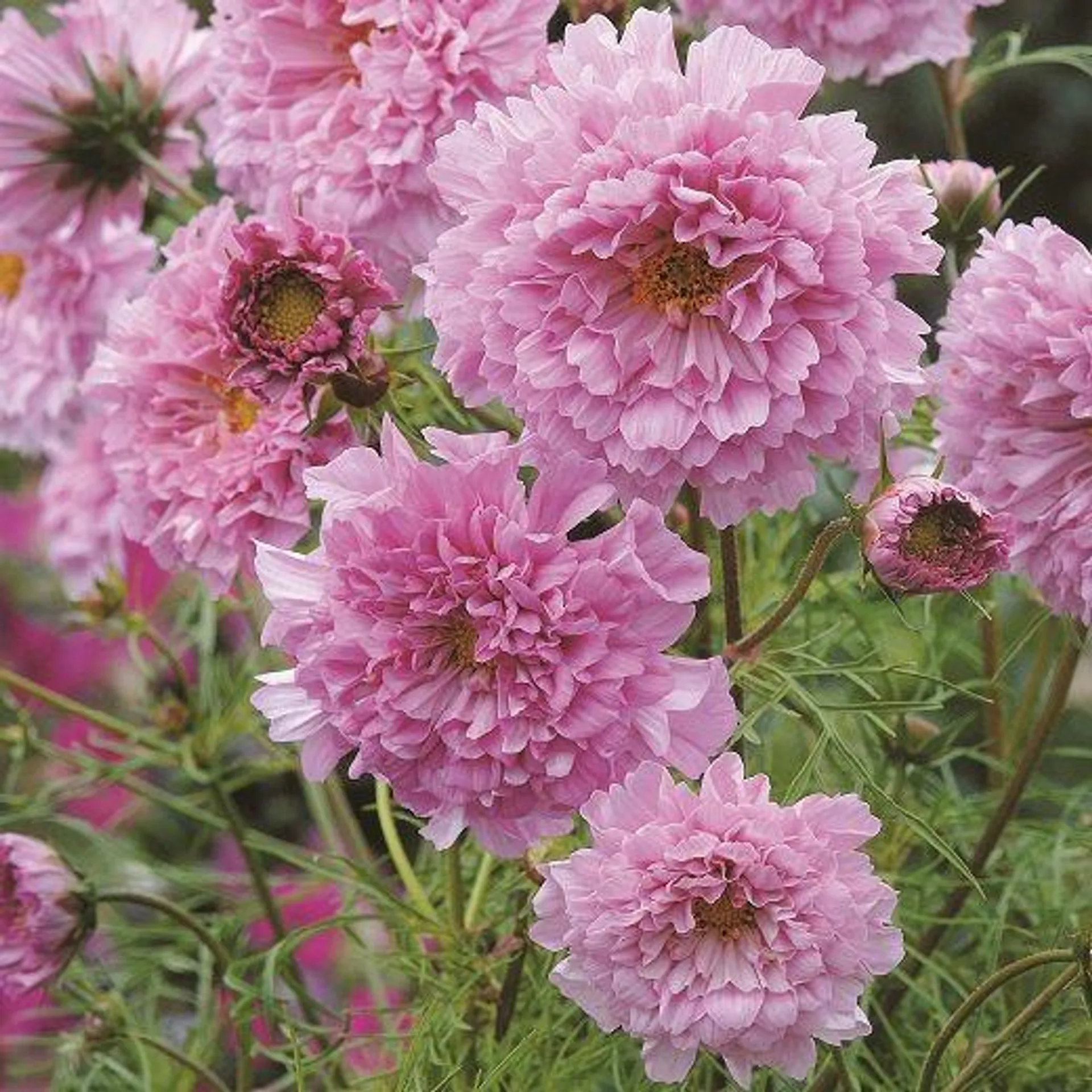 COSMEA DOUBLE CLICK ROSE BONBON