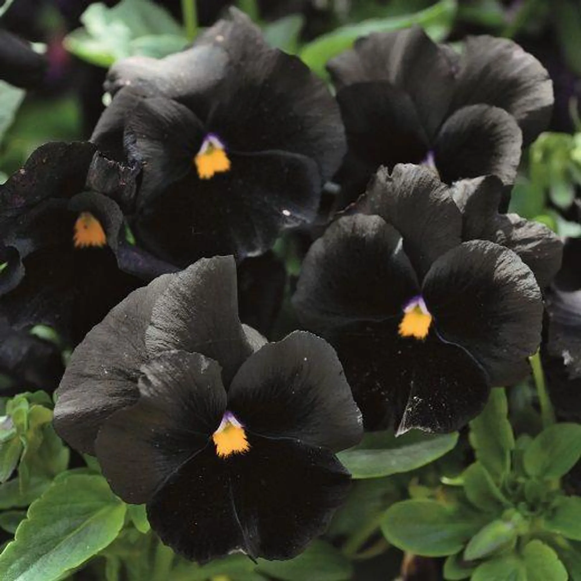 VIOLA BLACK MOON HY f1