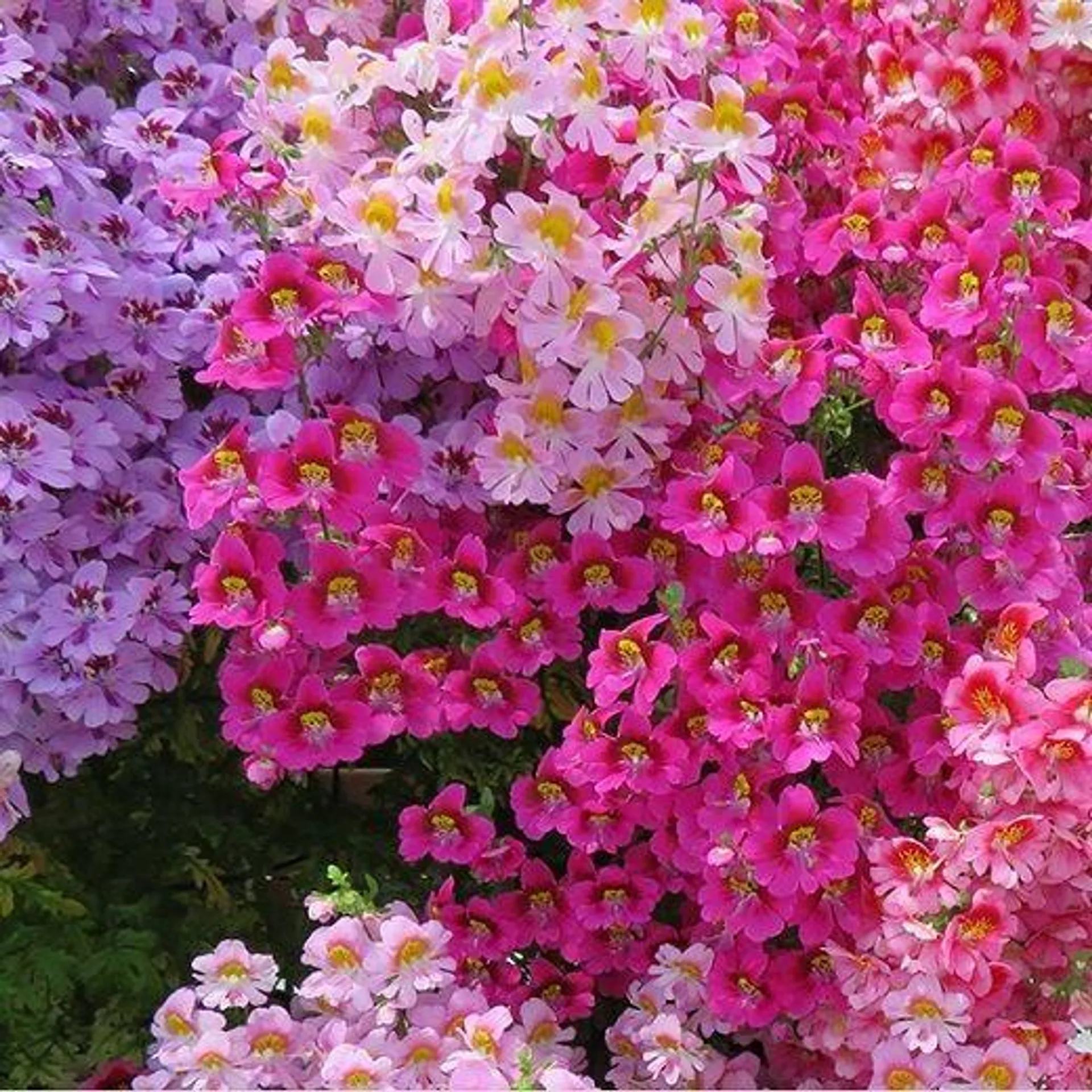 SCHIZANTHUS NANO BOUQUET MIX (Fiore di farfalla)