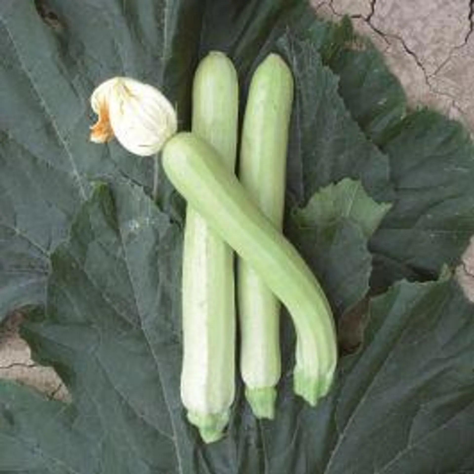 ZUCCHINO -LUNGO BIANCO DI SICILIA-