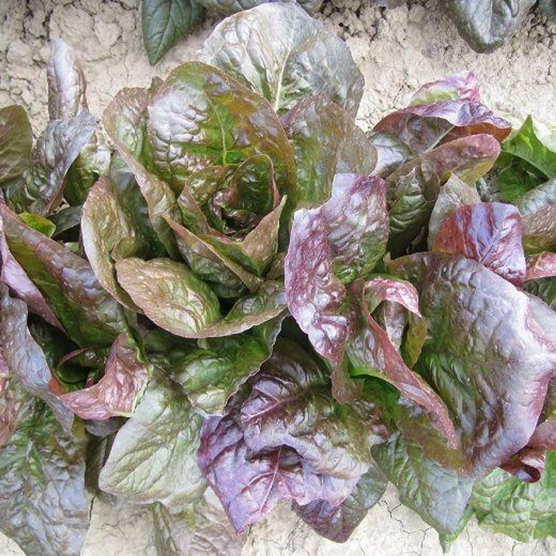 LATTUGA ROMANA - RED ROMAINE COS