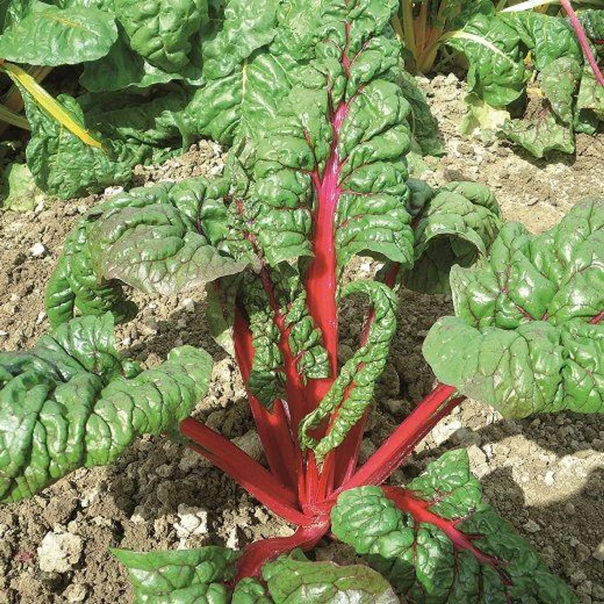 BIETOLA A COSTE - RHUBARB CHARD-