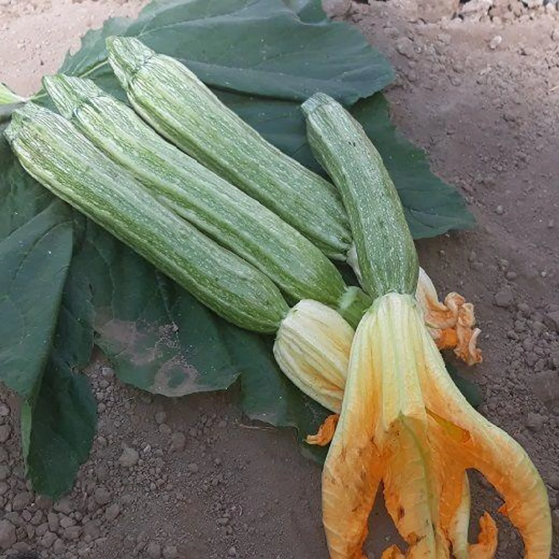 ZUCCHINO HYBRID F1 - TEVERE