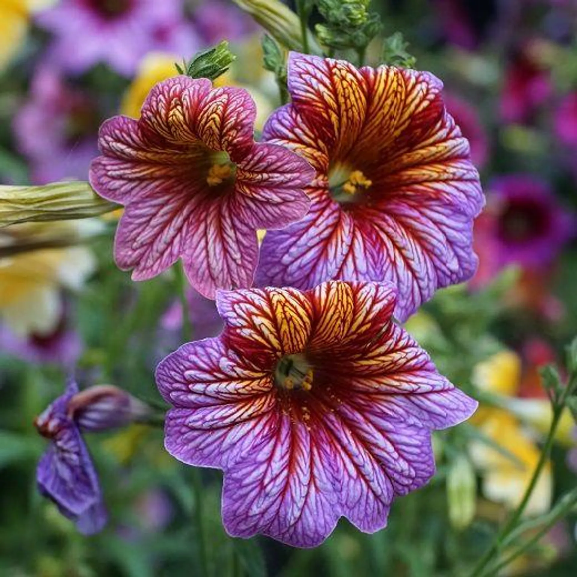 SALPIGLOSSIS SINUATA HY F1 Casino mixed