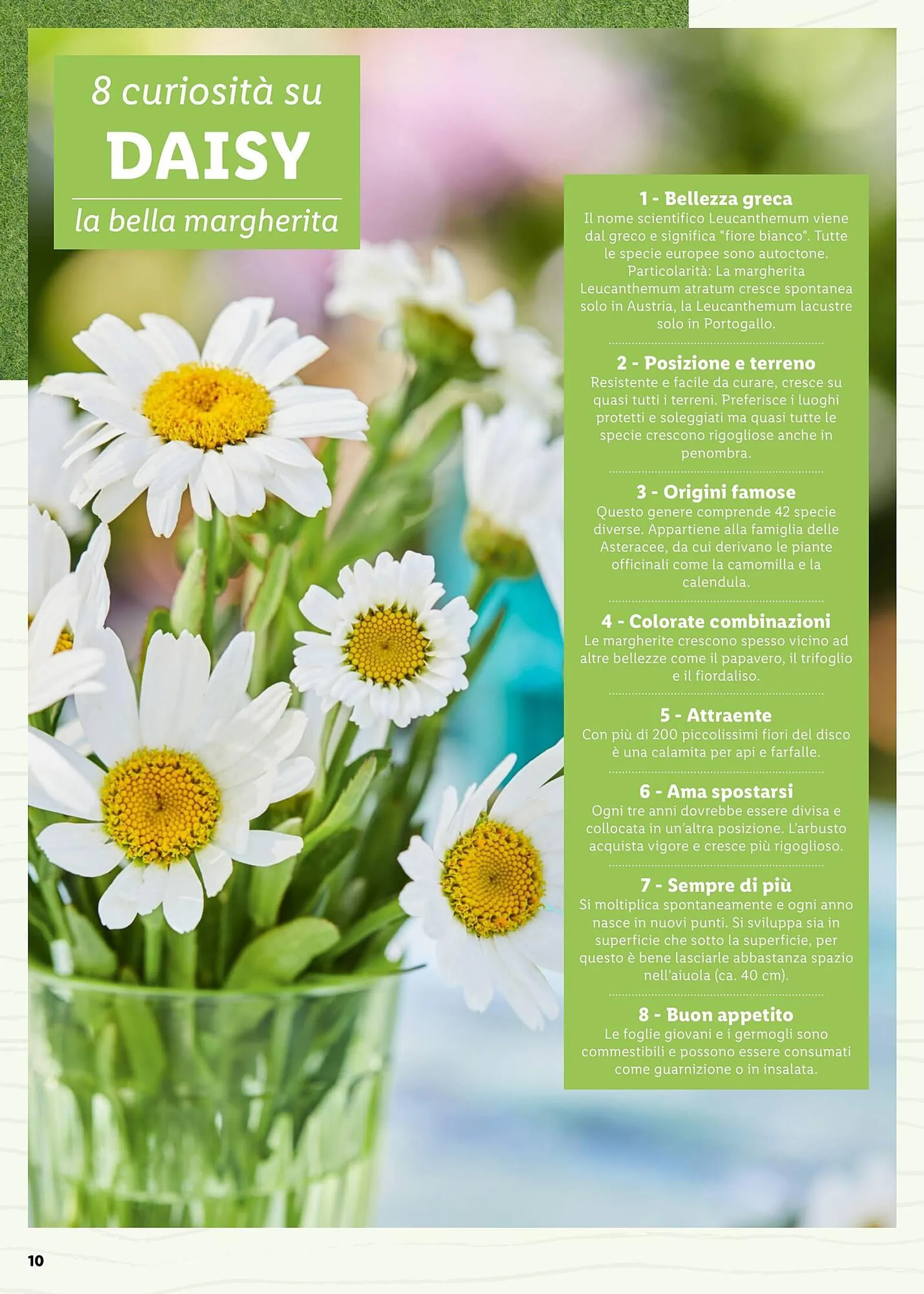 Volantino Lidl da 4 aprile a 30 aprile di 2025 - Pagina del volantino 10