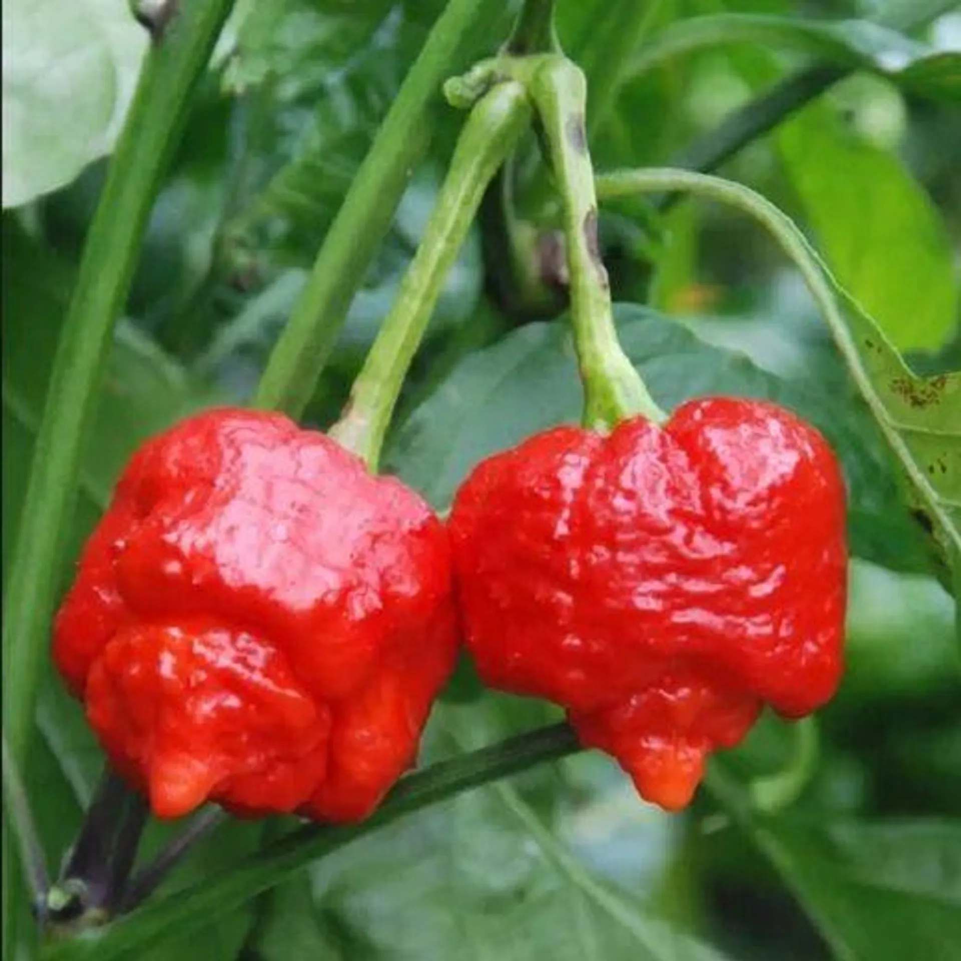 Peperoncino Carolina Reaper HY F1