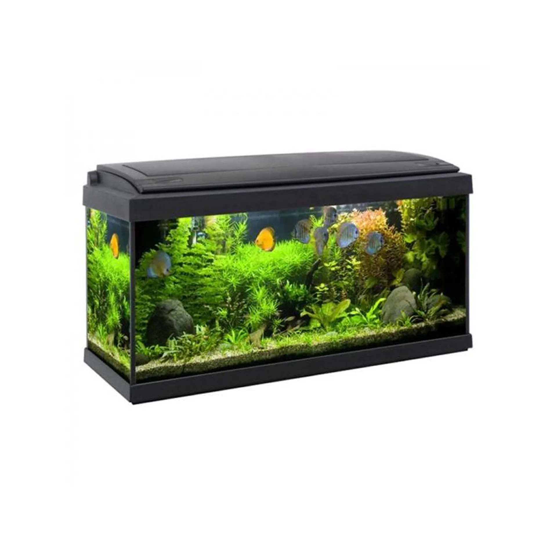 Acquario milo 80 con led