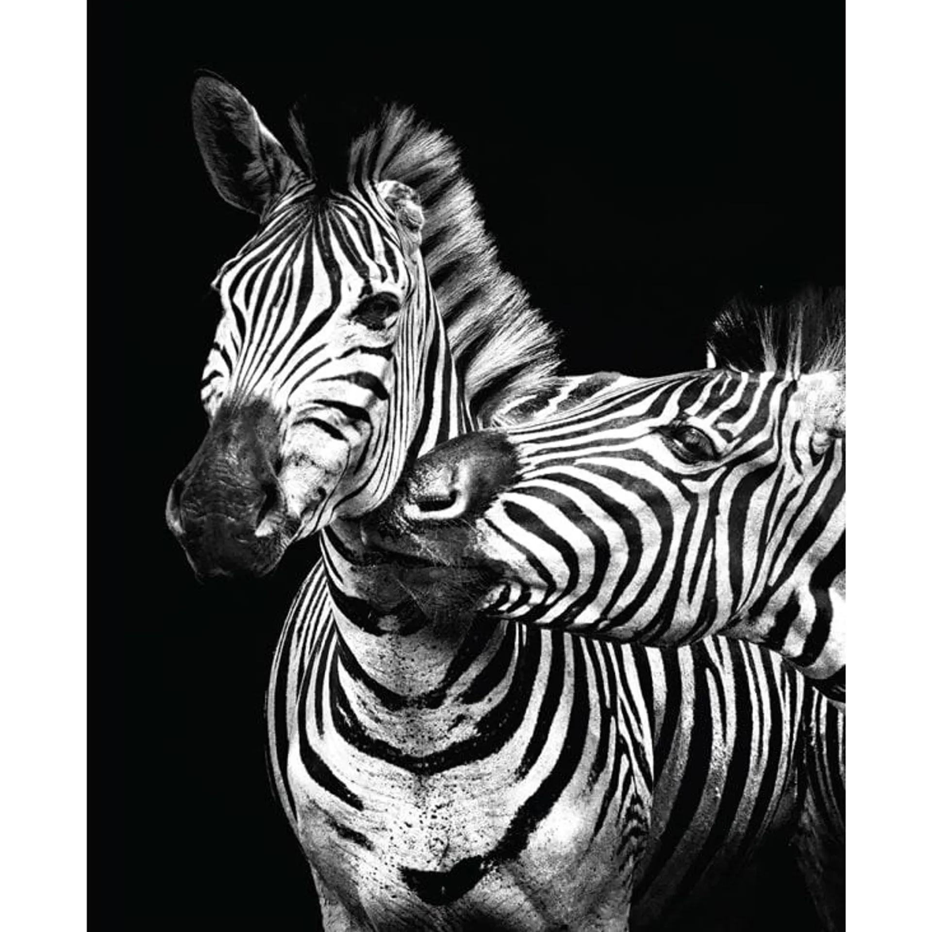 Stampa Zebra in bianco e nero 40x50