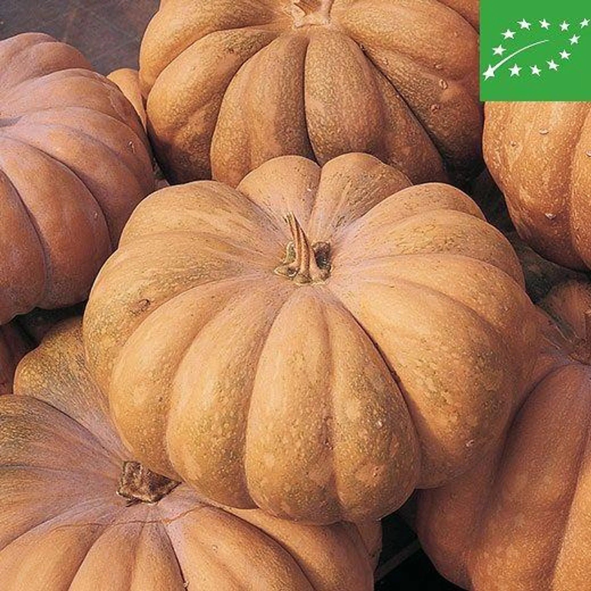 ZUCCA - MUSQUÈE DE PROVENCE - BIO