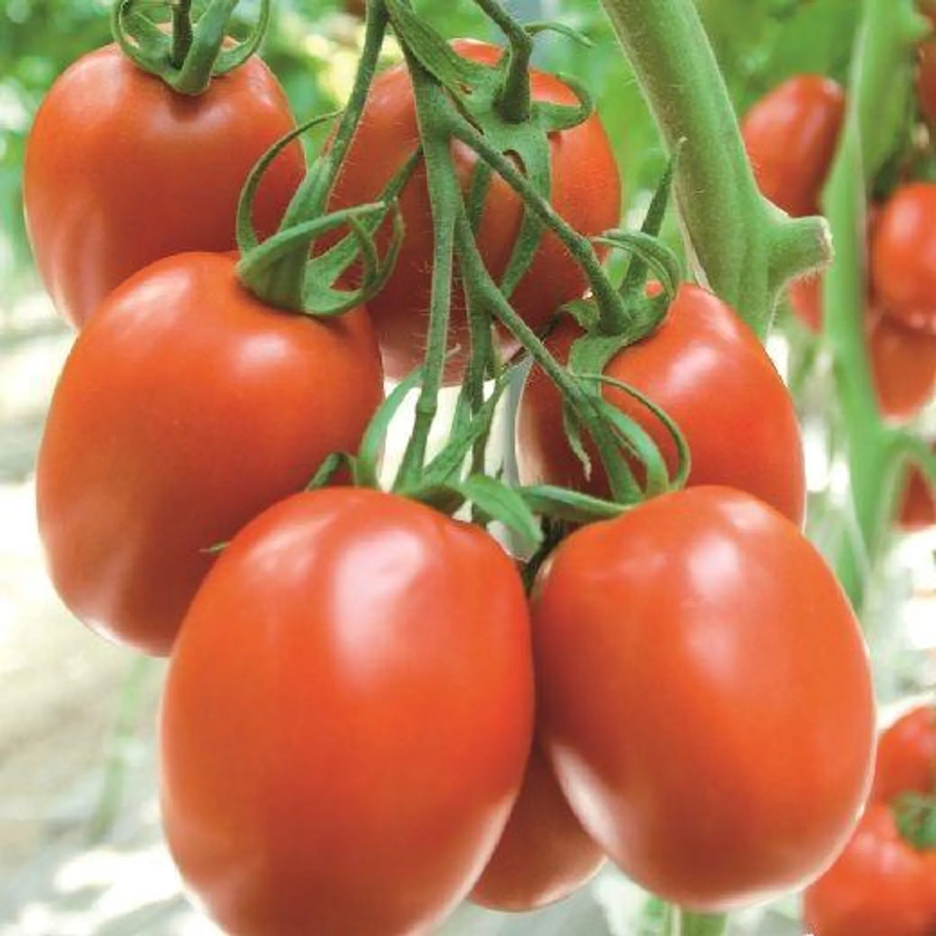 POMODORO HYBRID F1 -ATYLIADE-