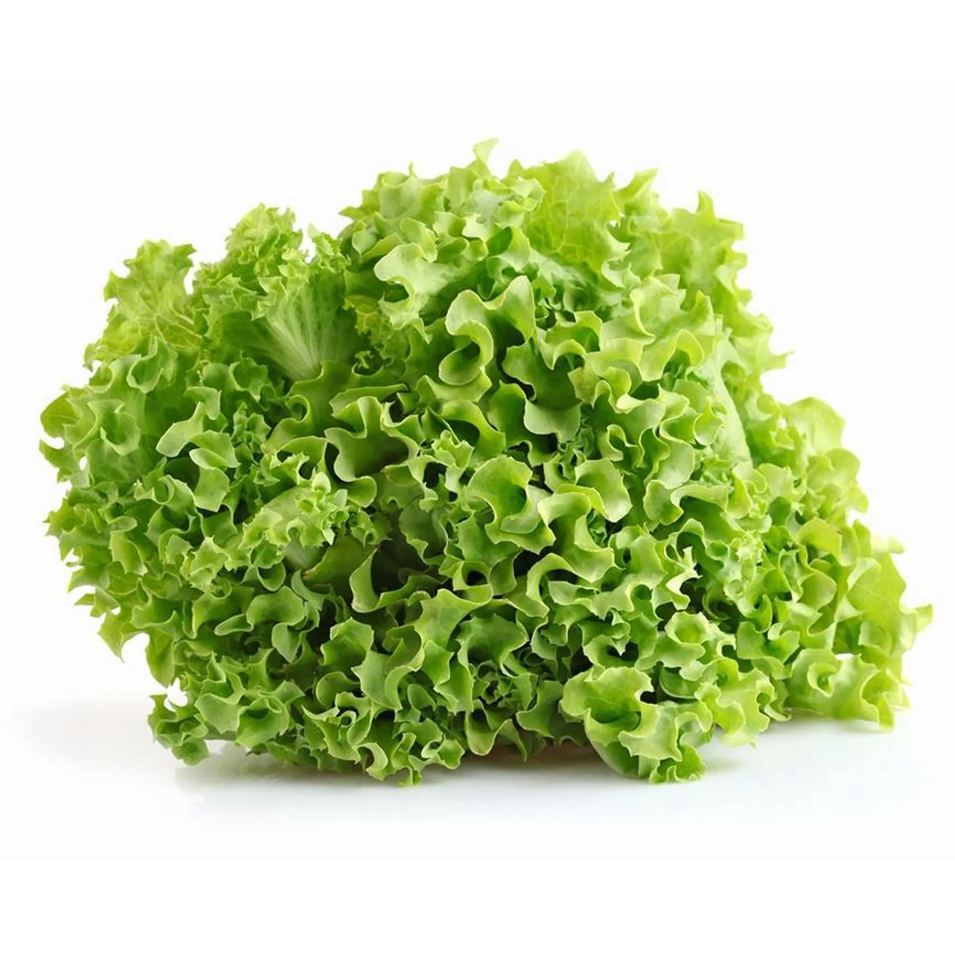 LECHUGA ORGANICA ITALIANA MRL 1 PZ