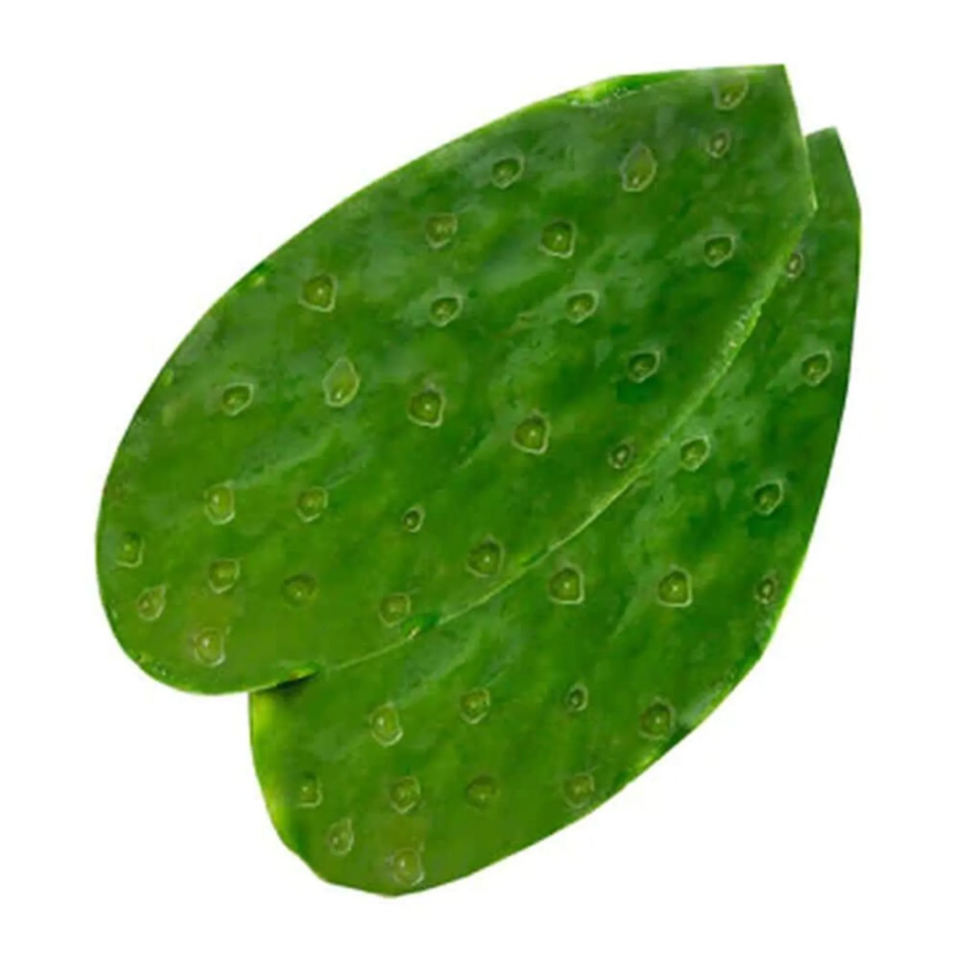 Nopal Entero Kg