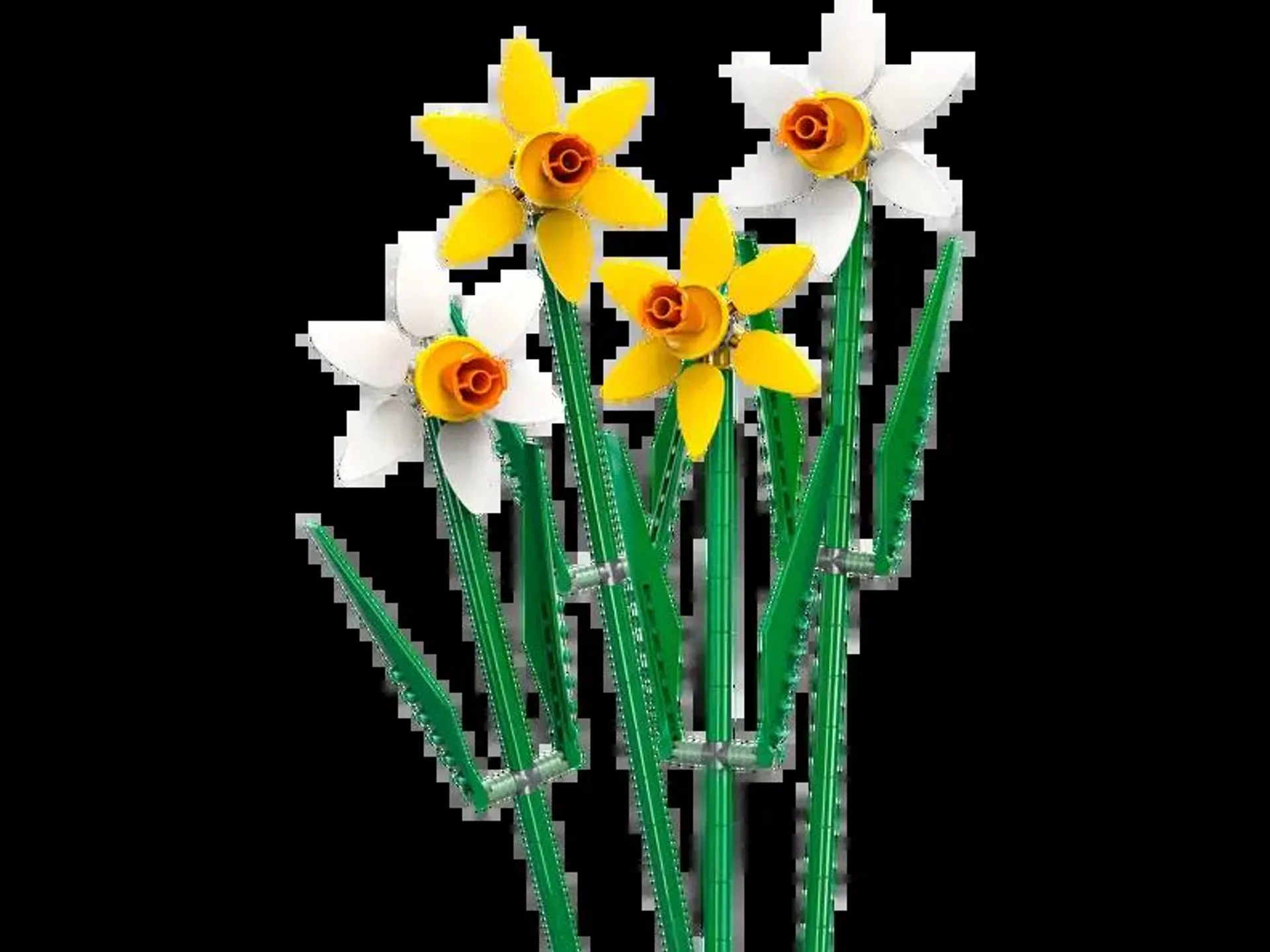 Narcisos