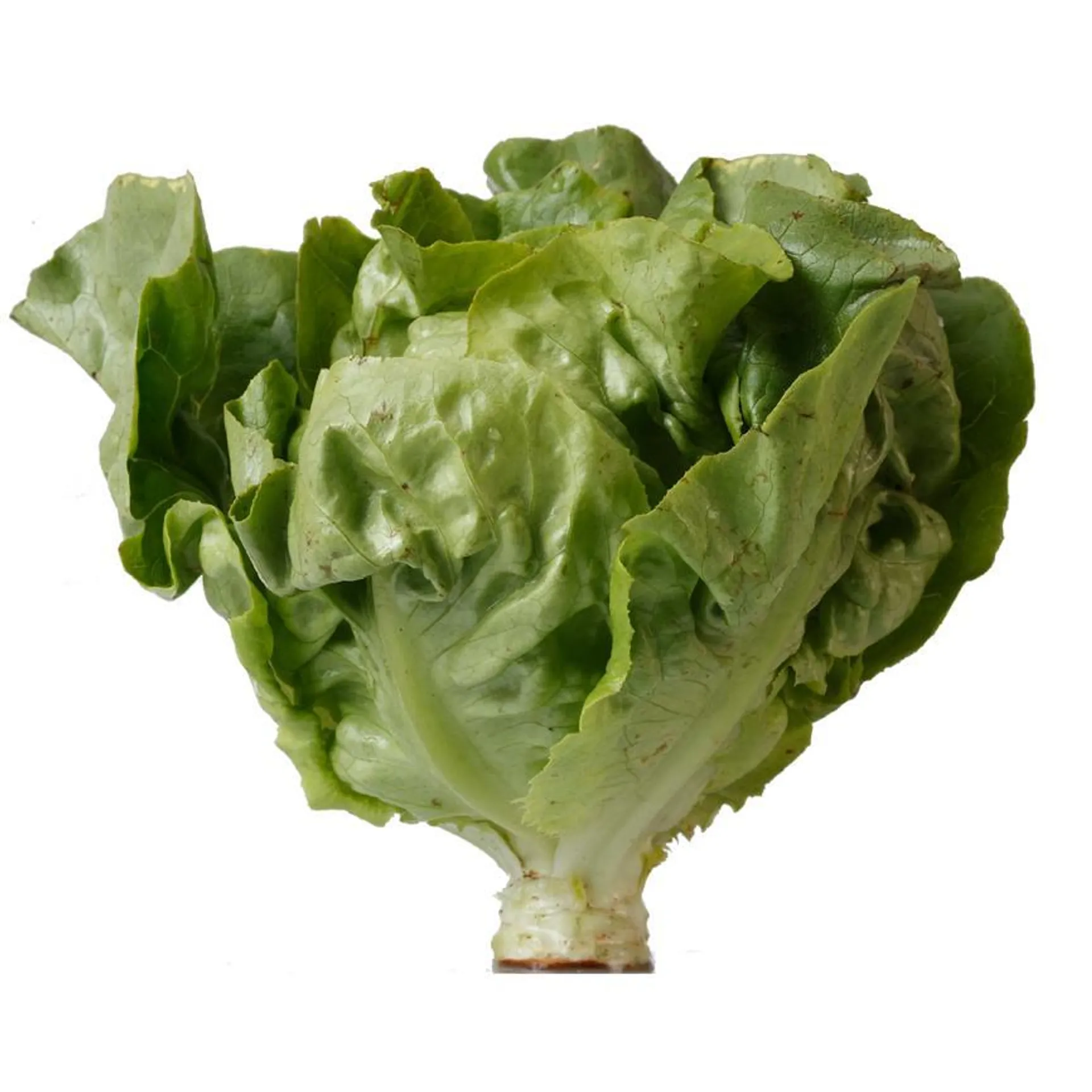 LECHUGA ITALIANA 1 PZ