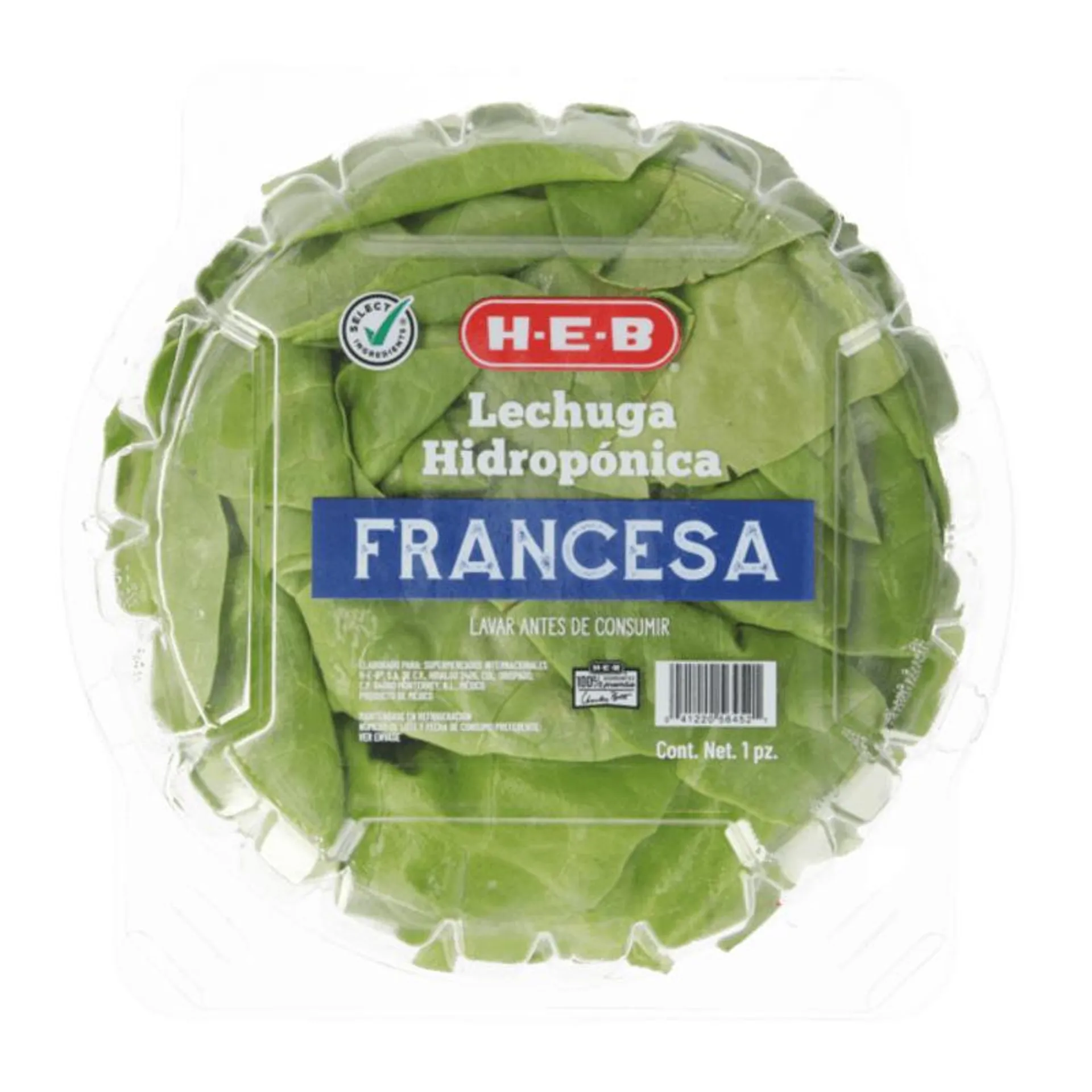 Lechuga Francesa Hidropónica 1 Cmt