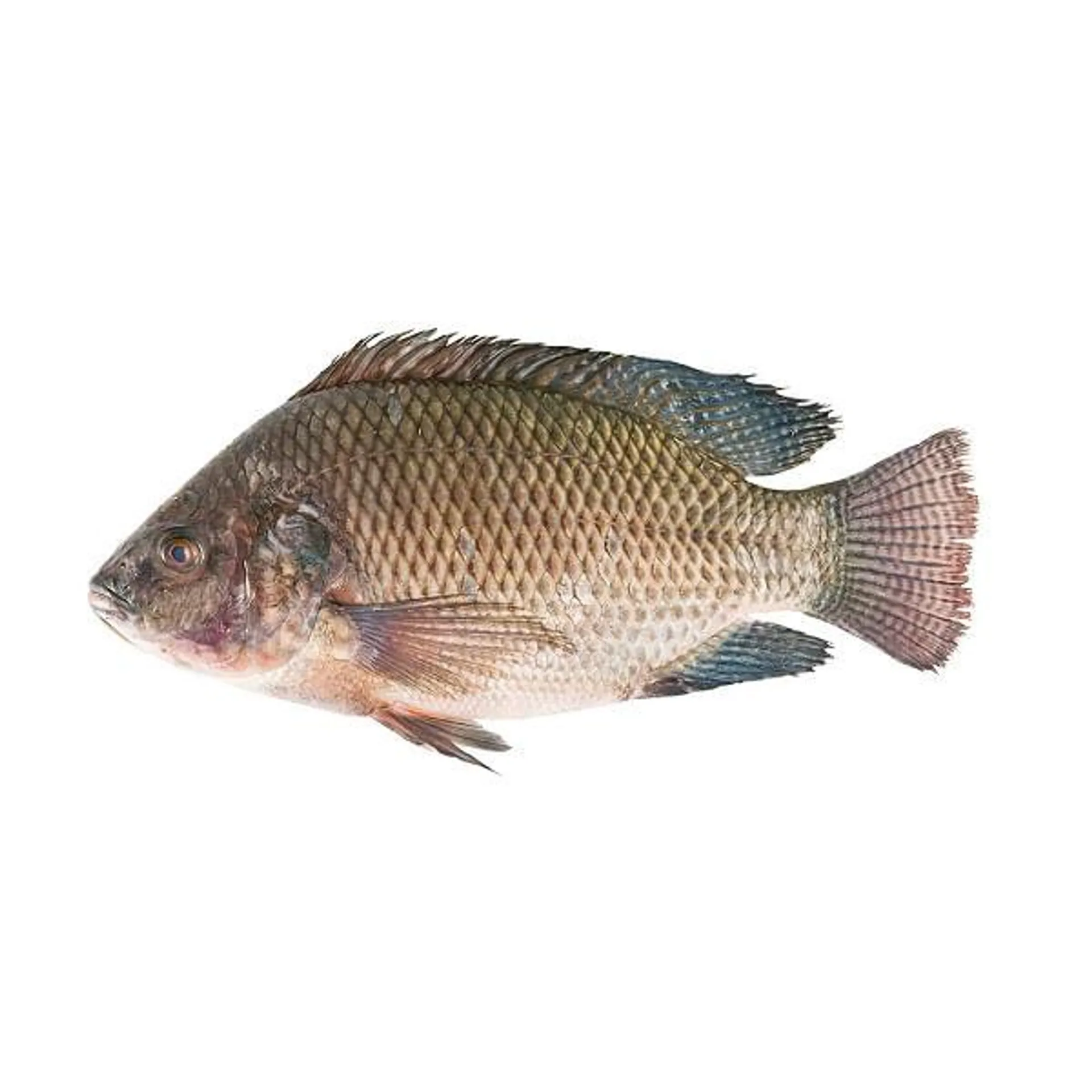 Mojarra limpia entera peso aproximado 500 g