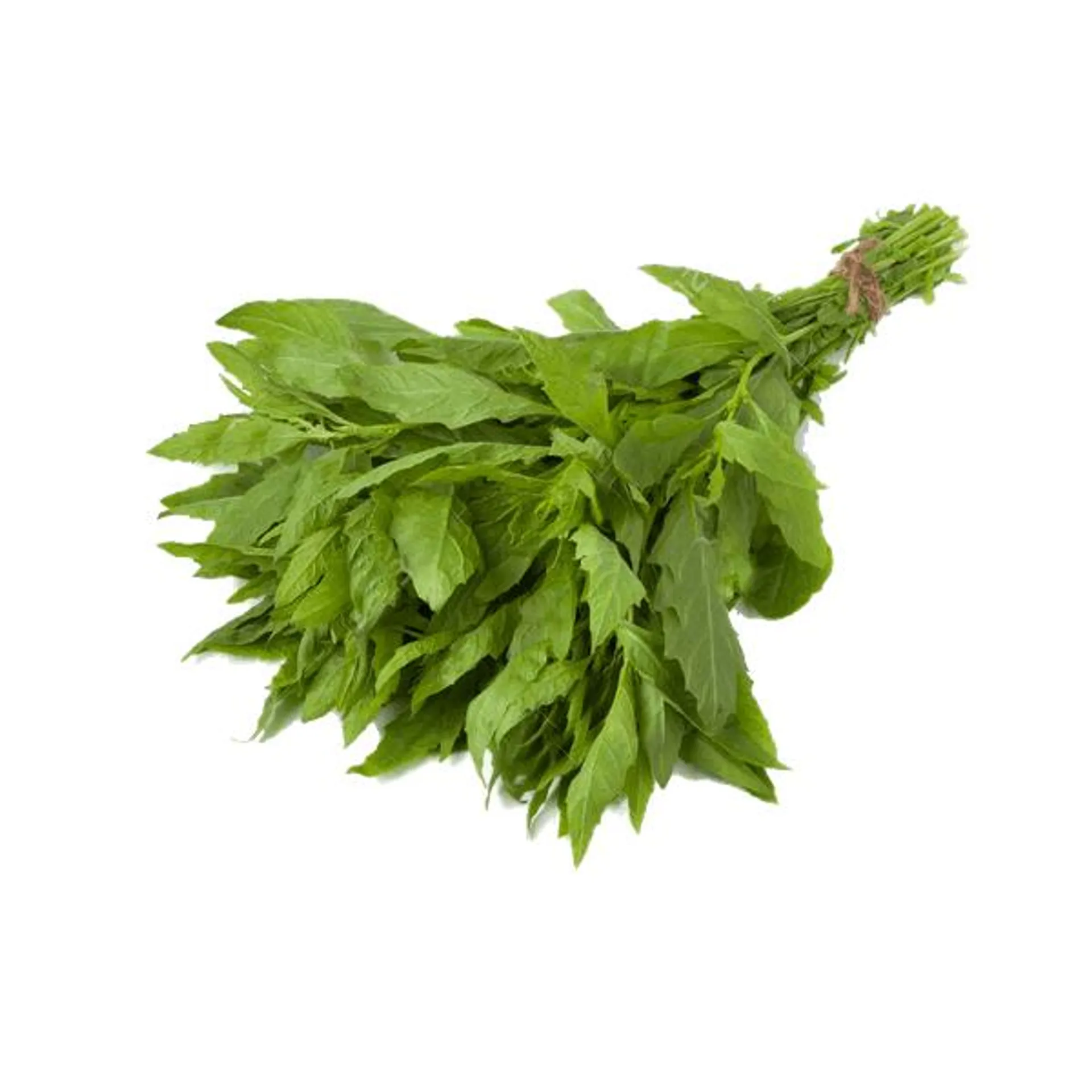 Epazote manojo