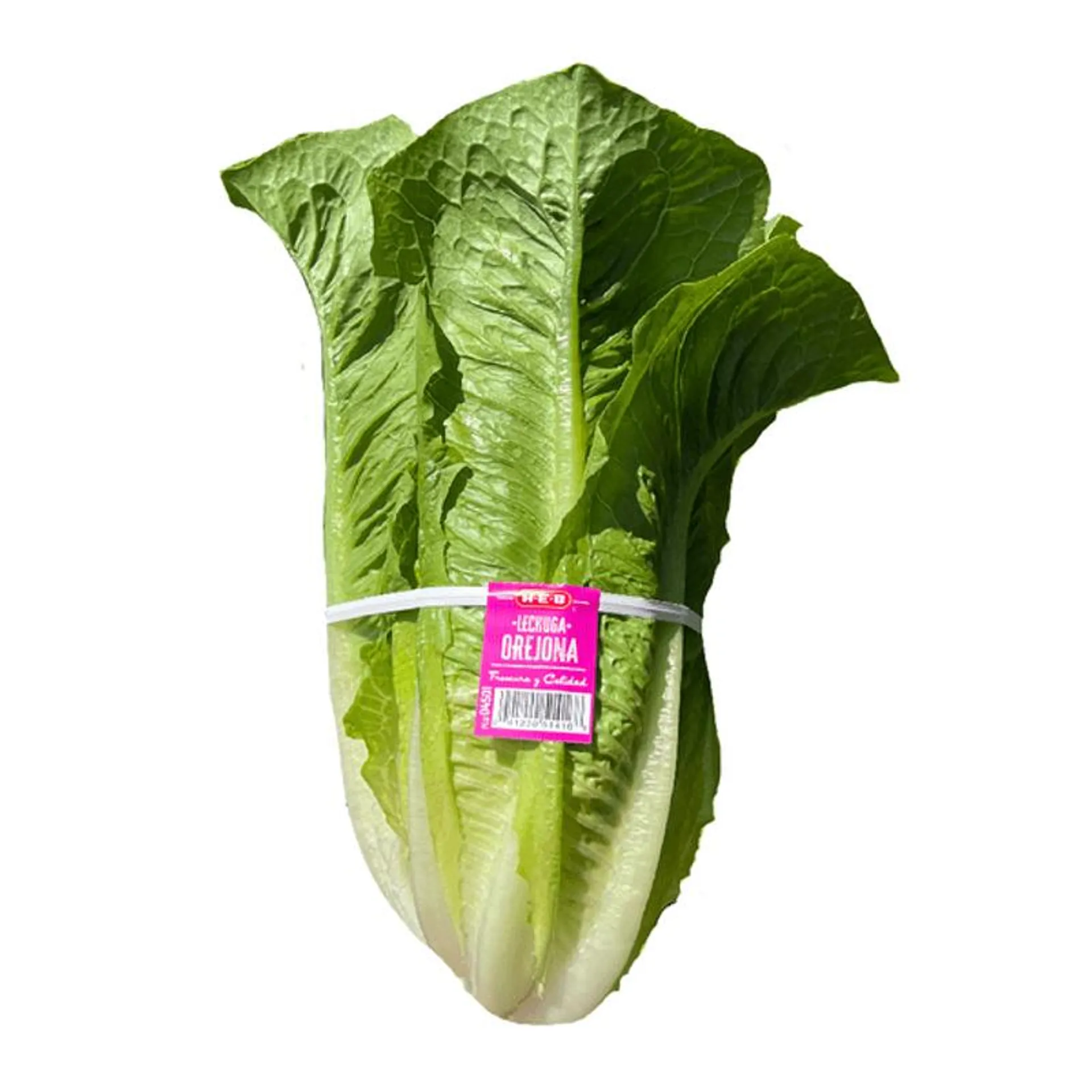 Lechuga Orejona 1 pz