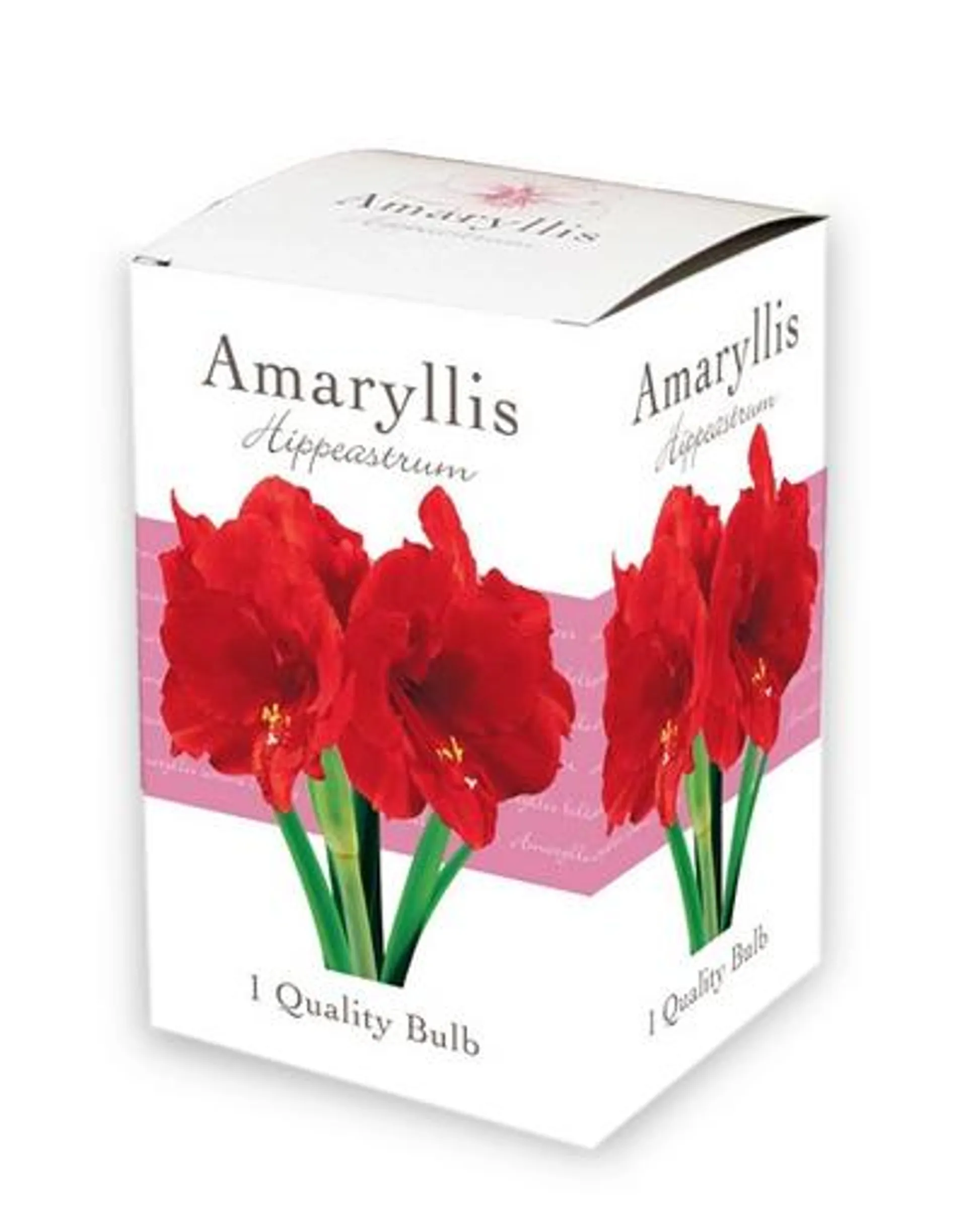 1 Kadodoosje met 1 Amaryllis – enkelbloemig